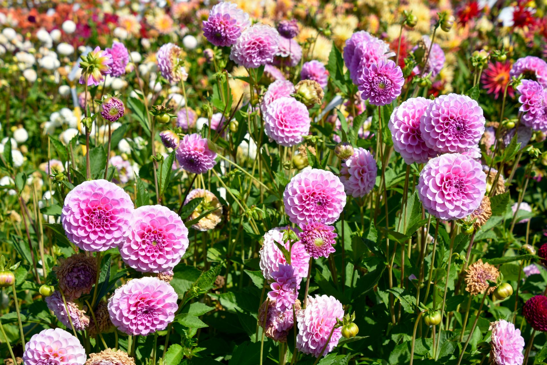 Pompondahlie Stolze Von Berlin Dahlienfee