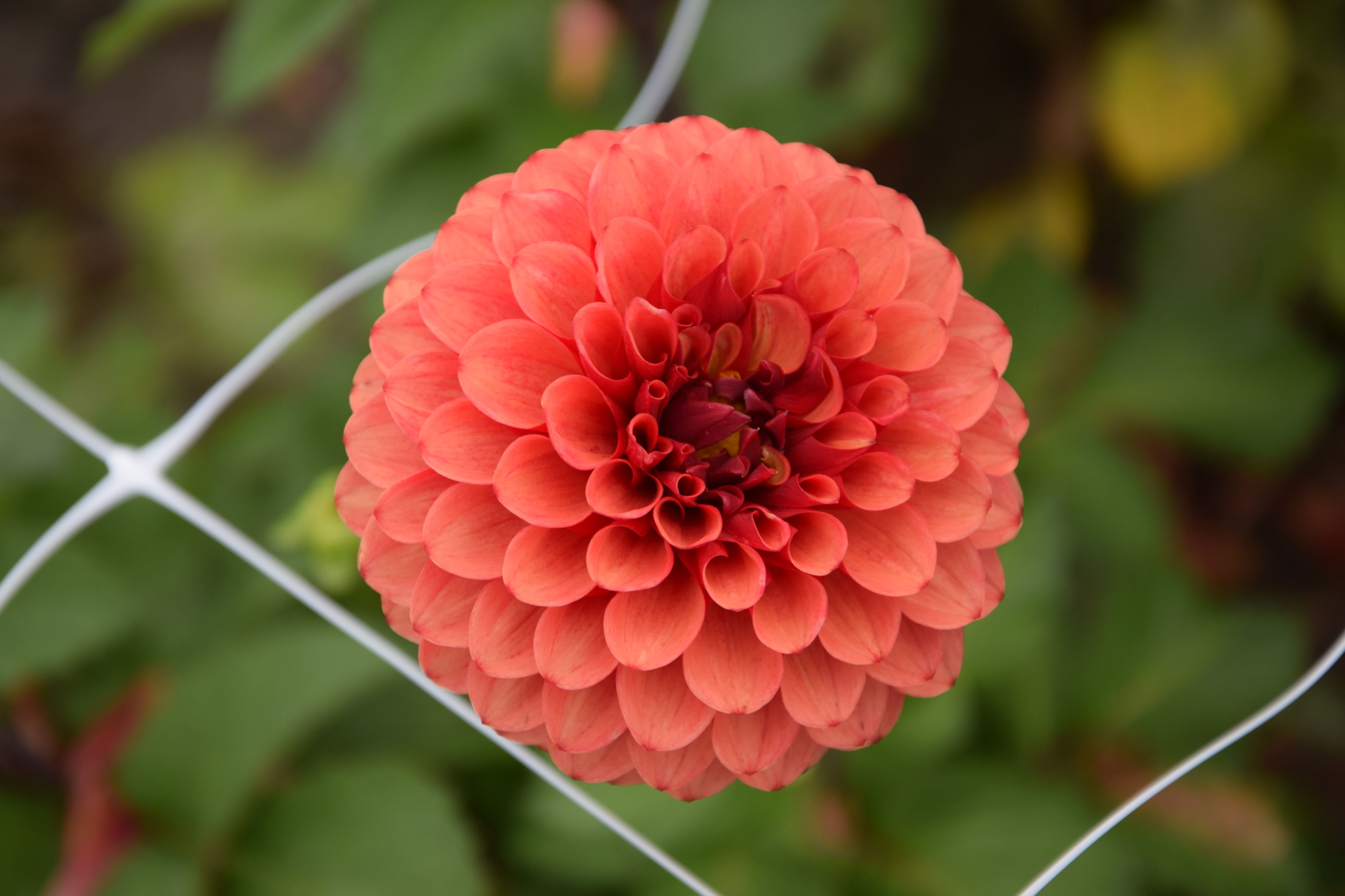Pompondahlie "Brown Sugar"