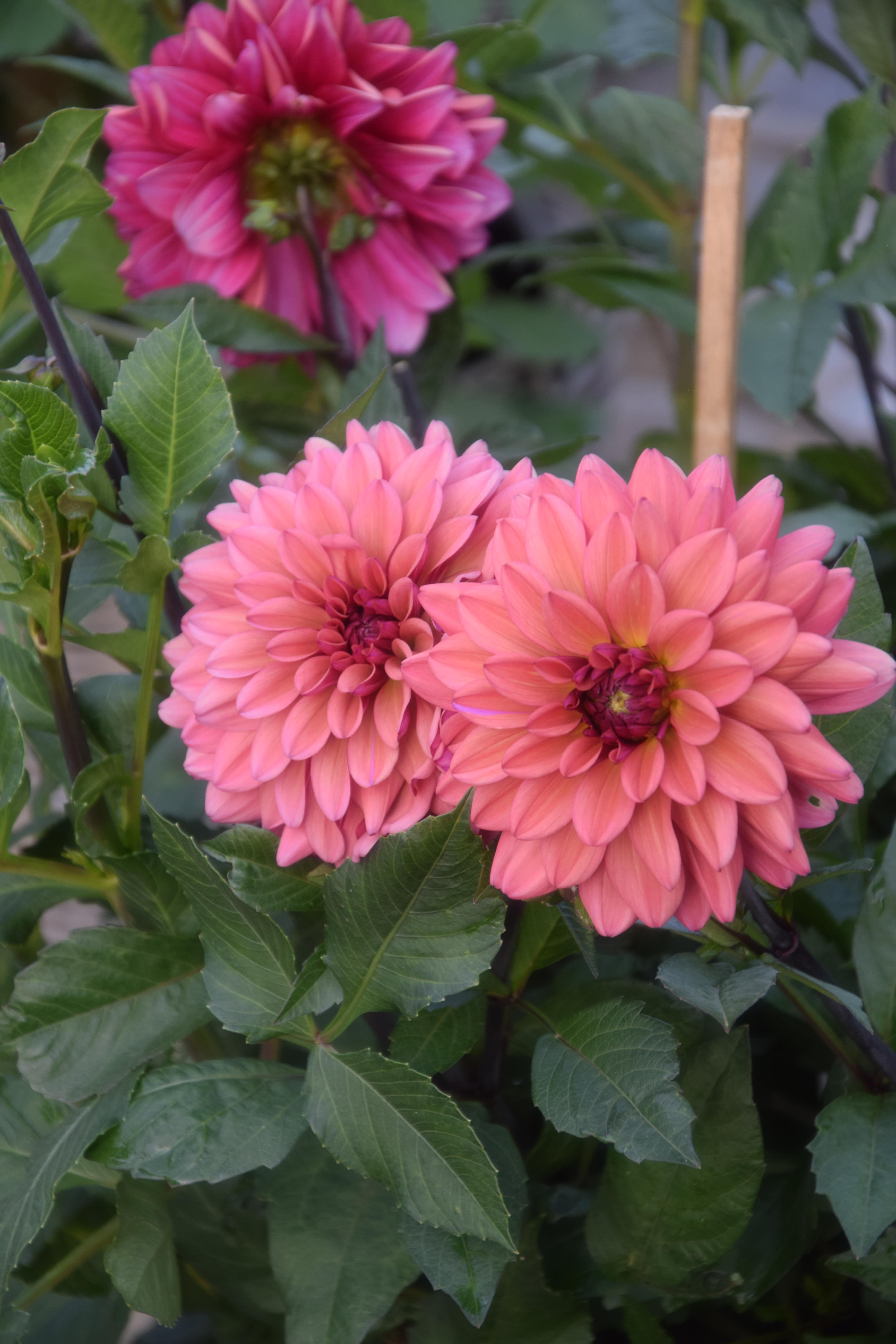 Dekorative Dahlie "Negroni Sunset"