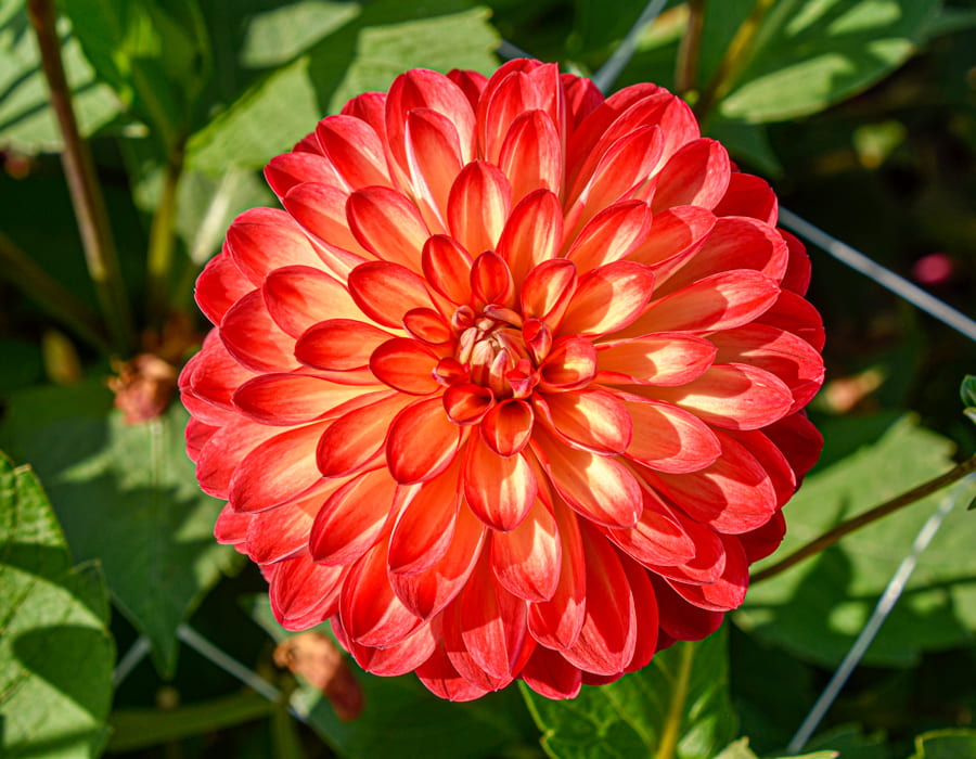 Leuchtende, dekorative Dahlie "Lovelife"