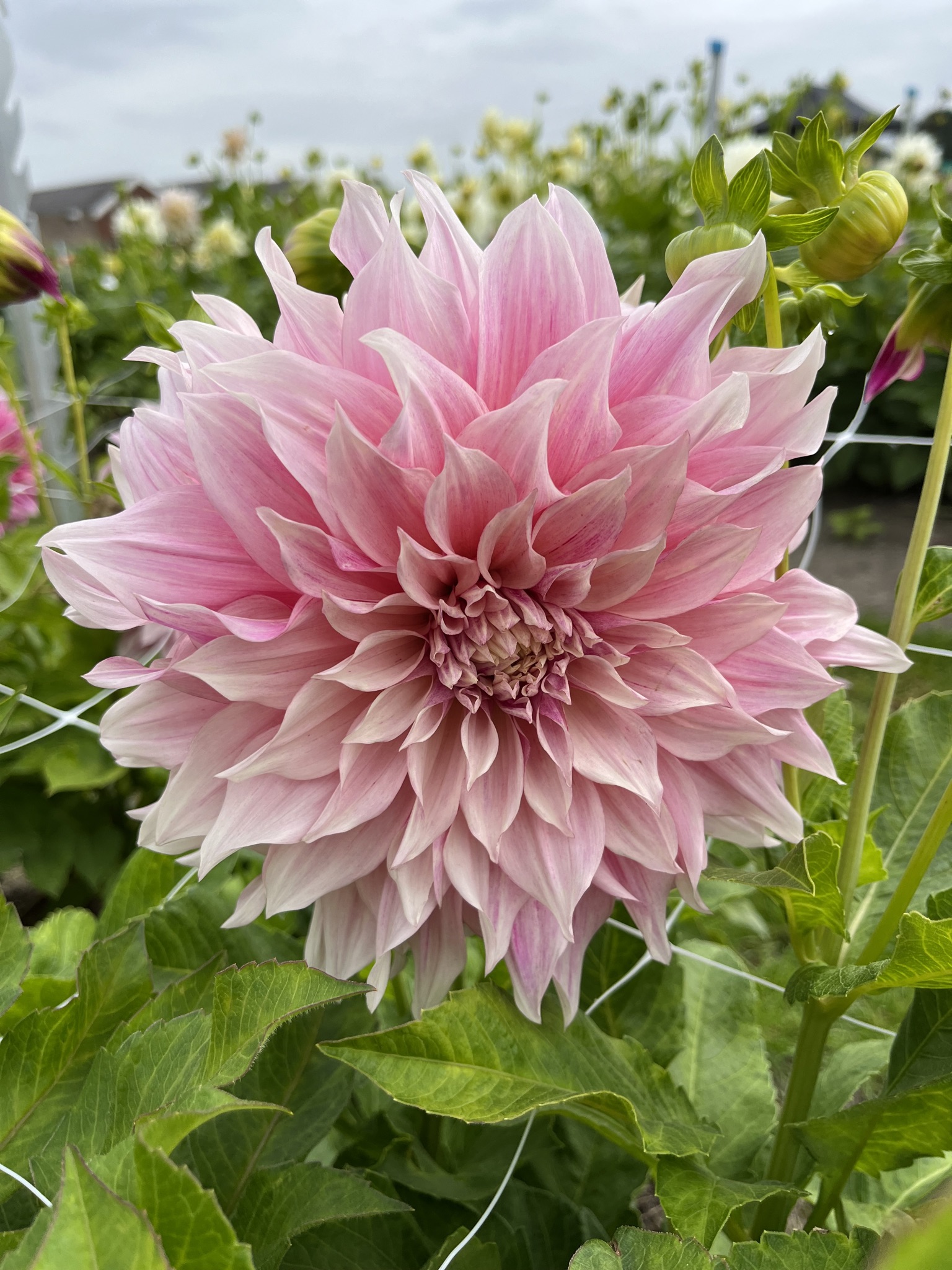 Dekorative, riesenblumige Dahlie "Café au Lait Twist"