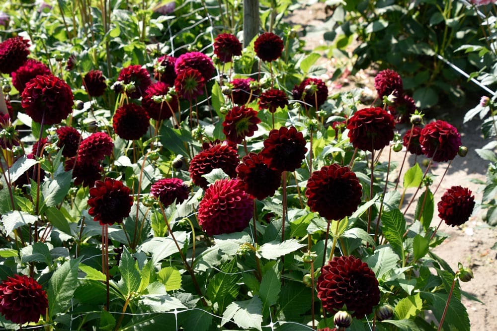 Anmutige Pompon-Dahlie "Black Diamond"