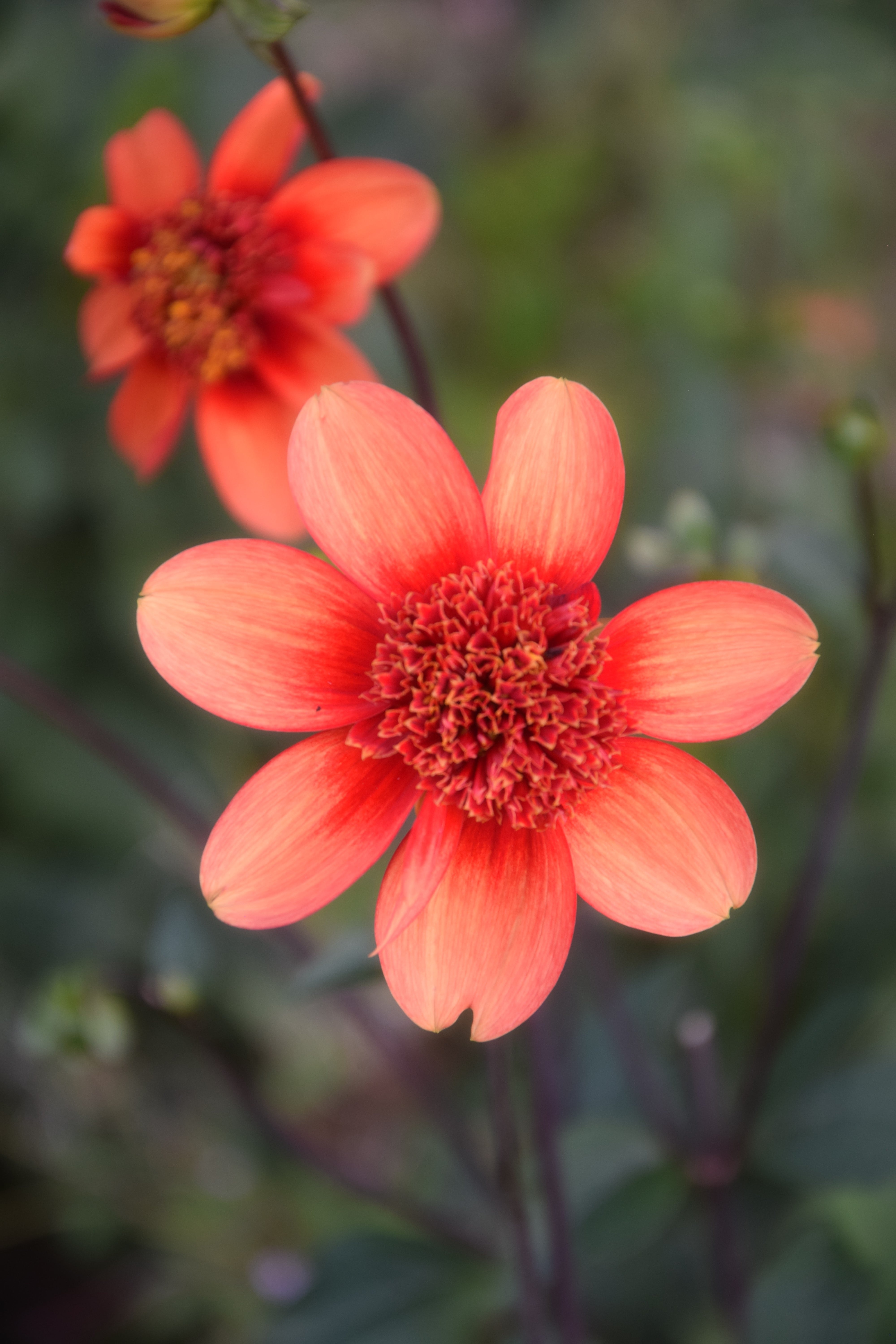 Anemonen-Dahlie "Josie"