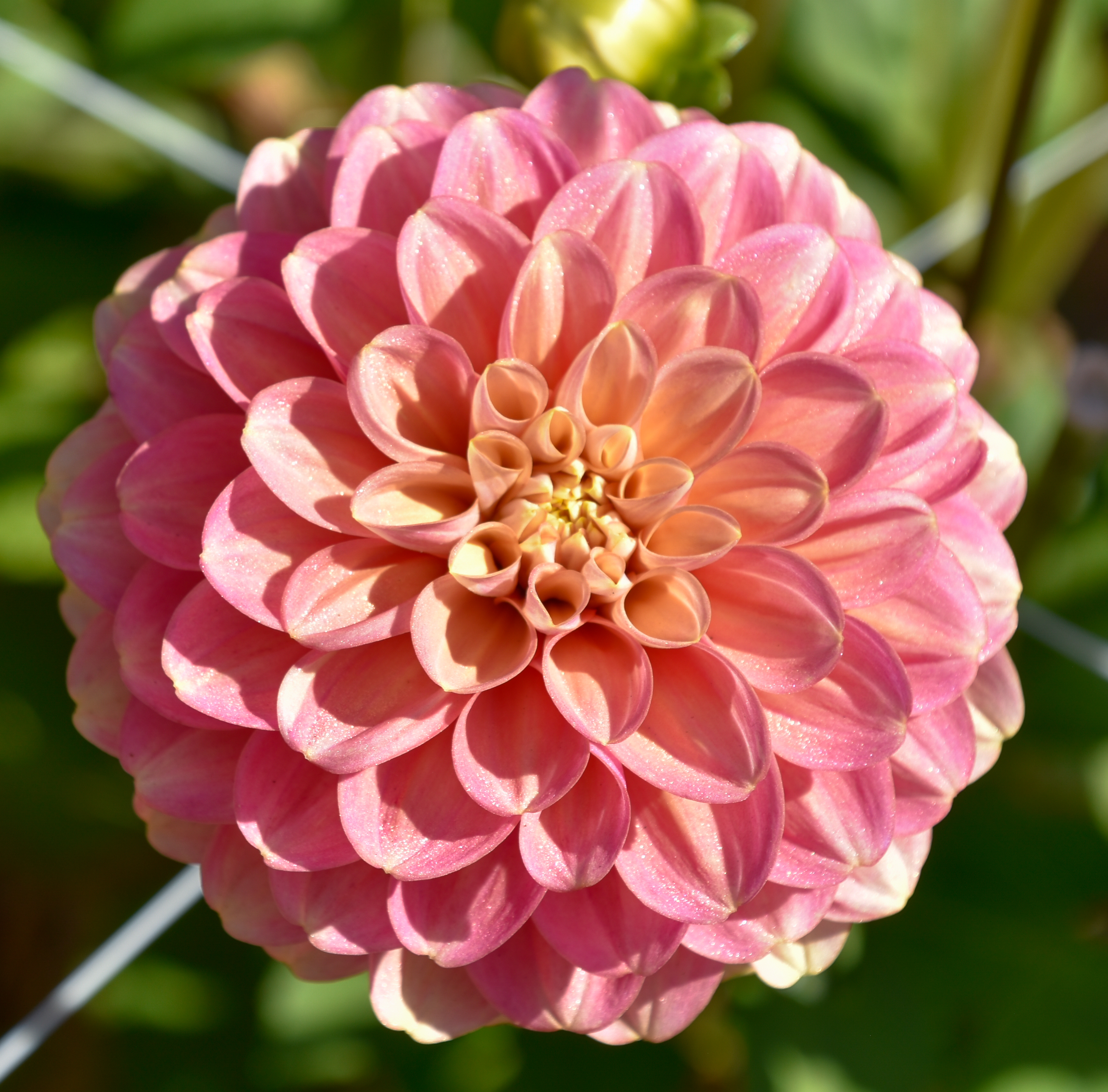 Dekorative Dahlie  "Milena Fleur"