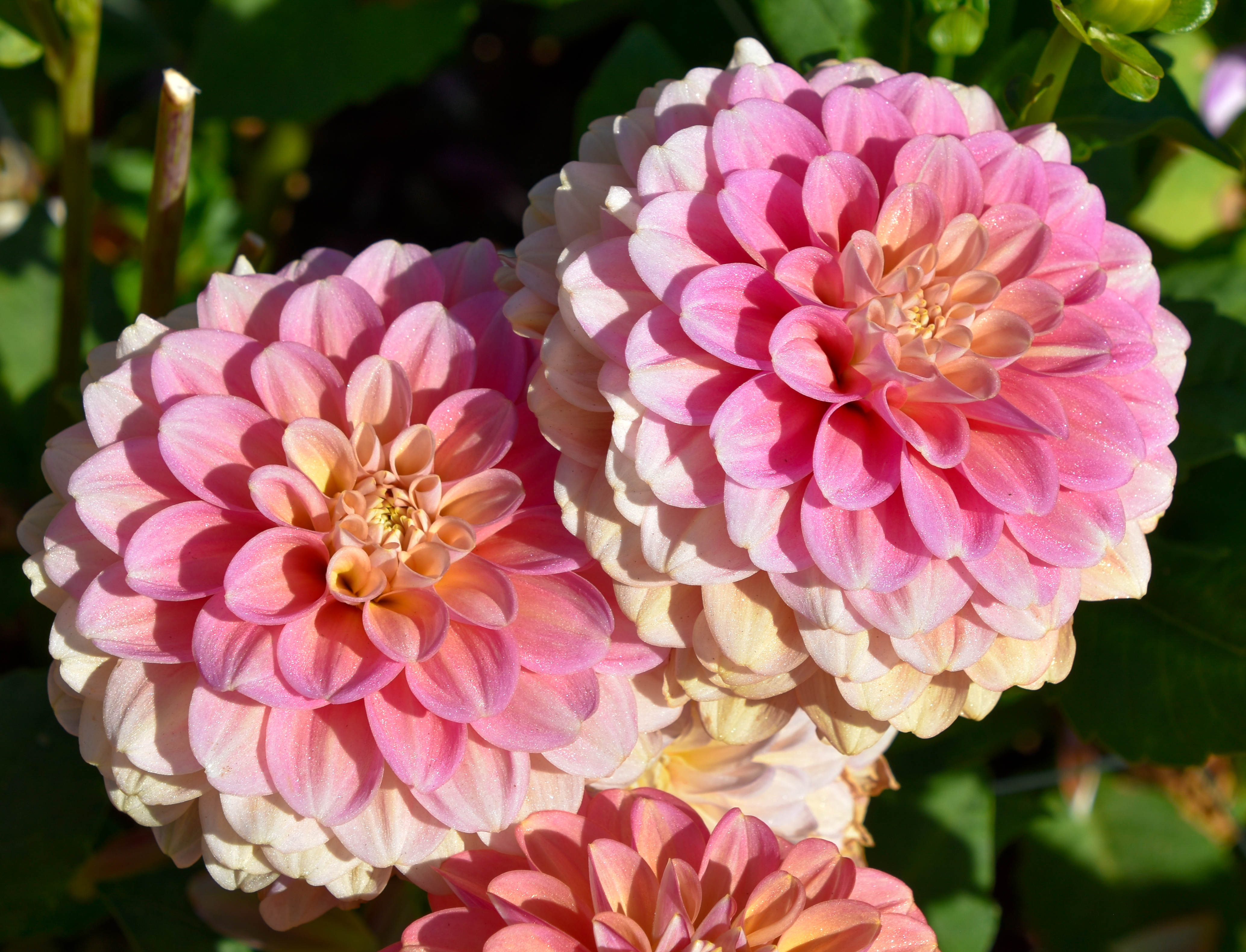 Dekorative Dahlie  "Milena Fleur"