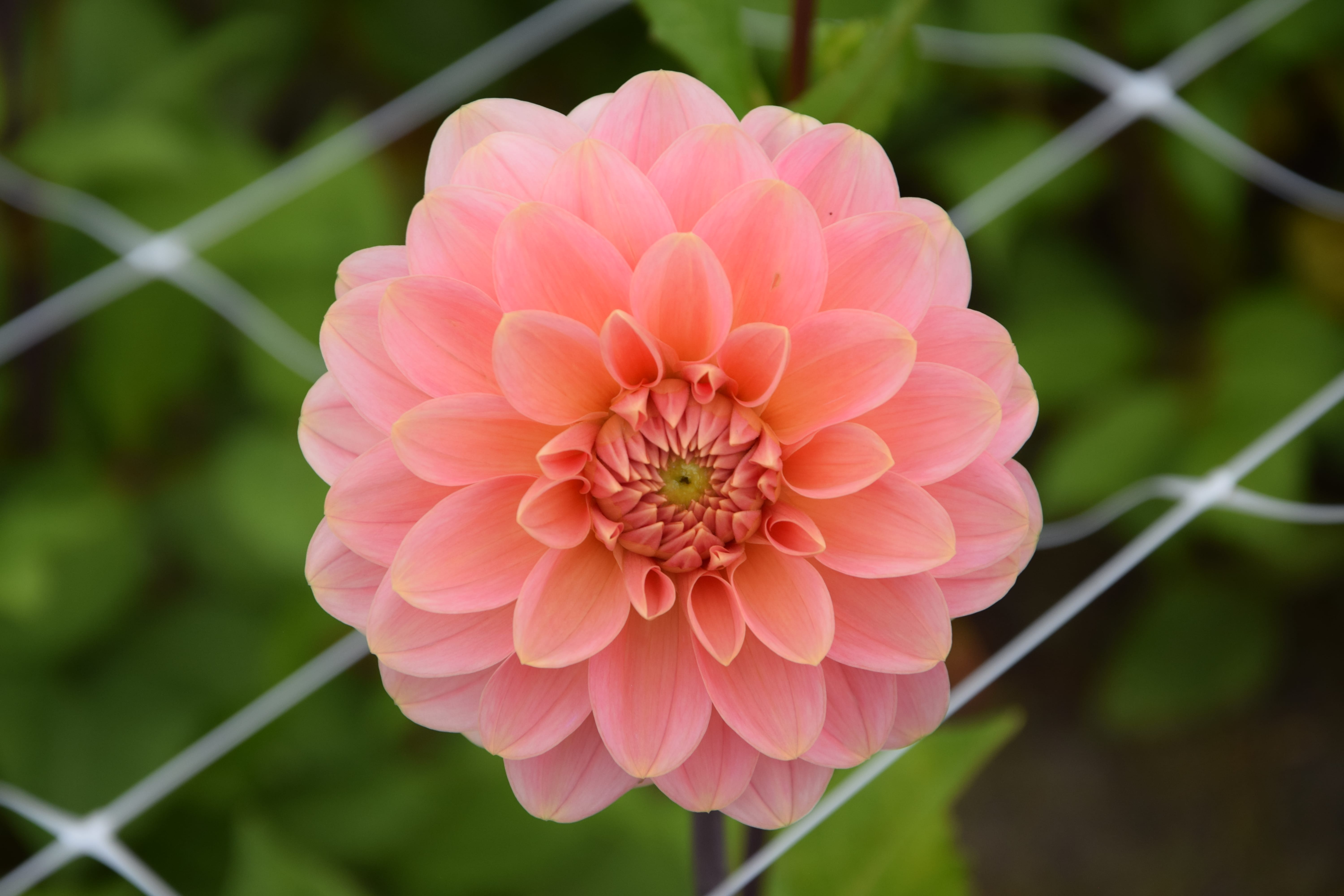 Dekorative Dahlie "Rosario"