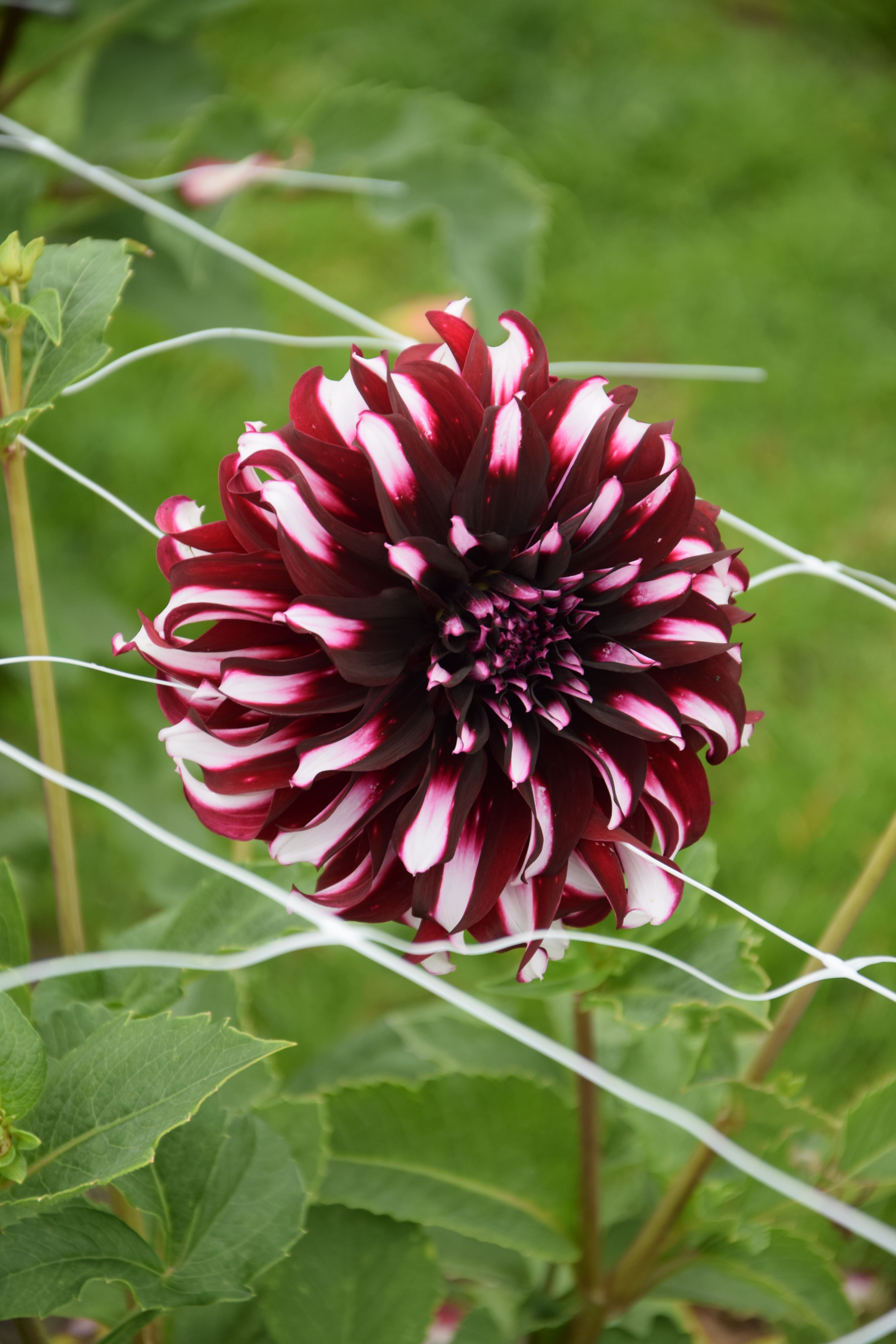 Dekorative Dahlie "Tartan"