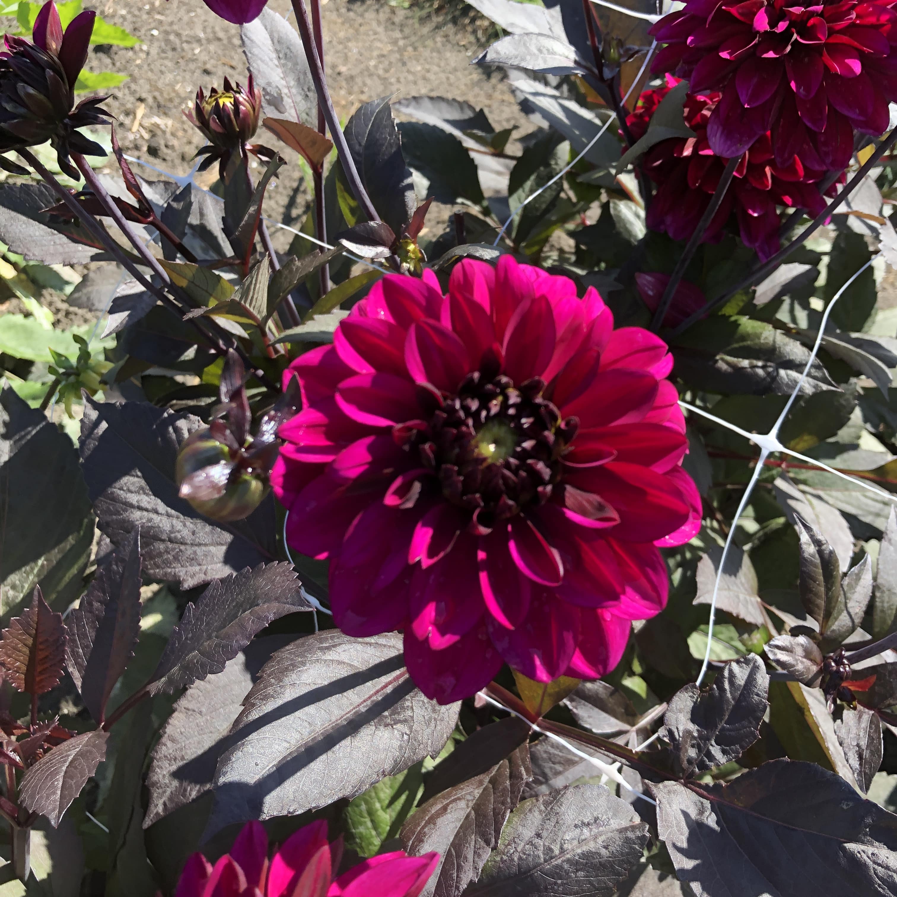 Dekorative Dahlie "Jennifer Mary Ellen"