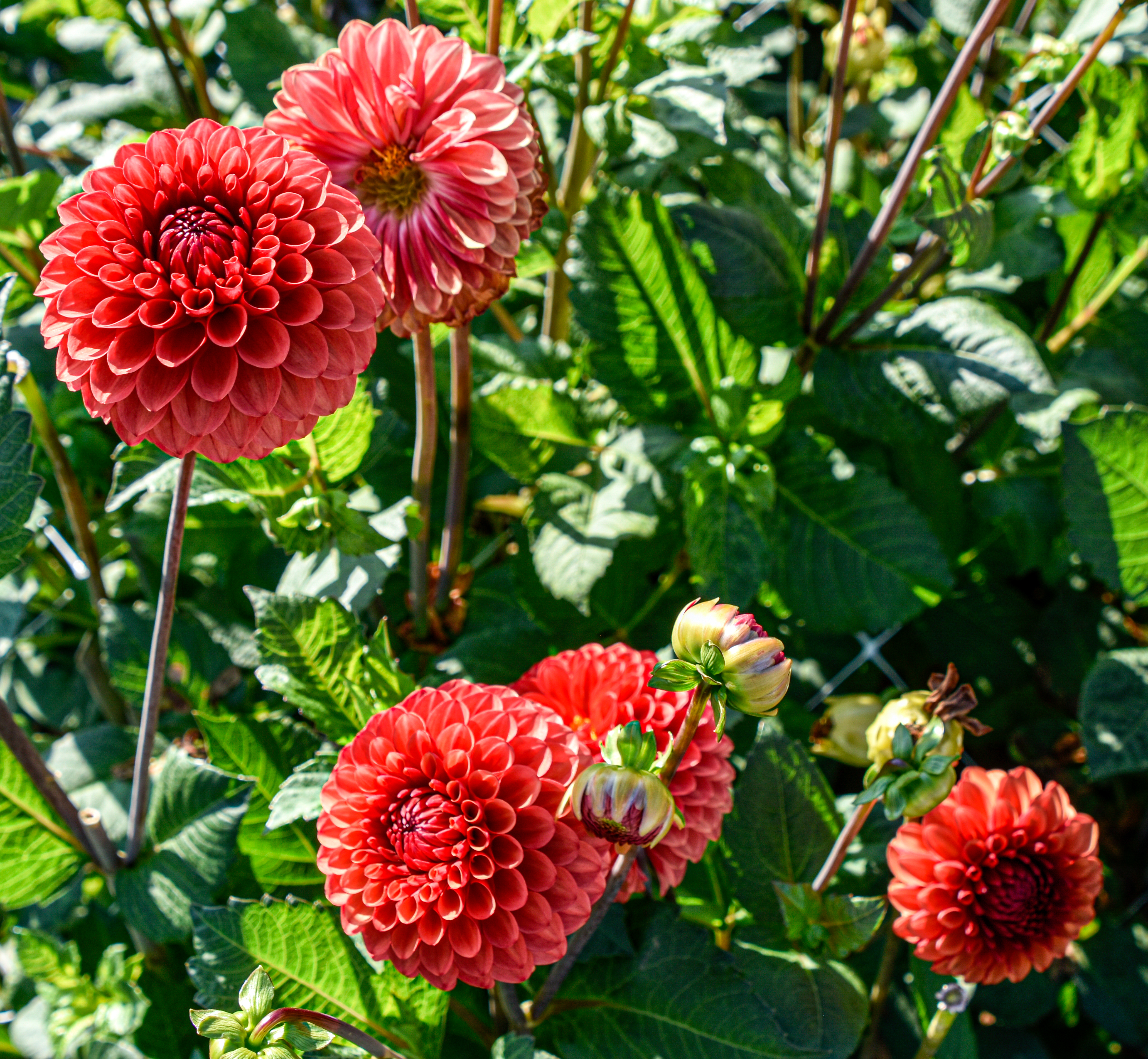 Pompondahlie "Brown Sugar"