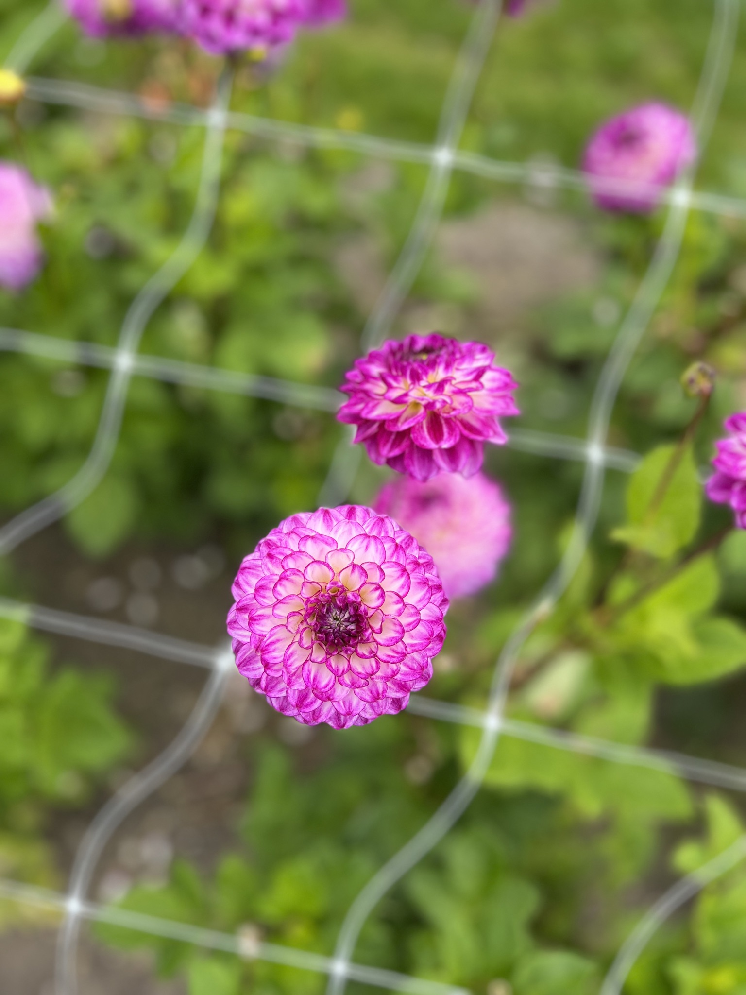 Wunderschöne Ball-Dahlie "Dreaming Maid"