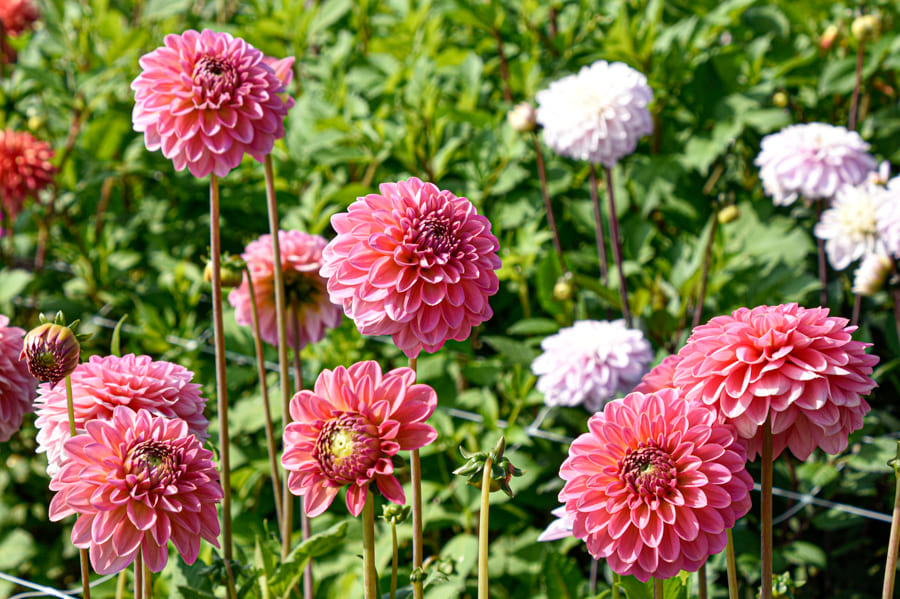 Auffallende, dekorative Dahlie "Pink Runner"