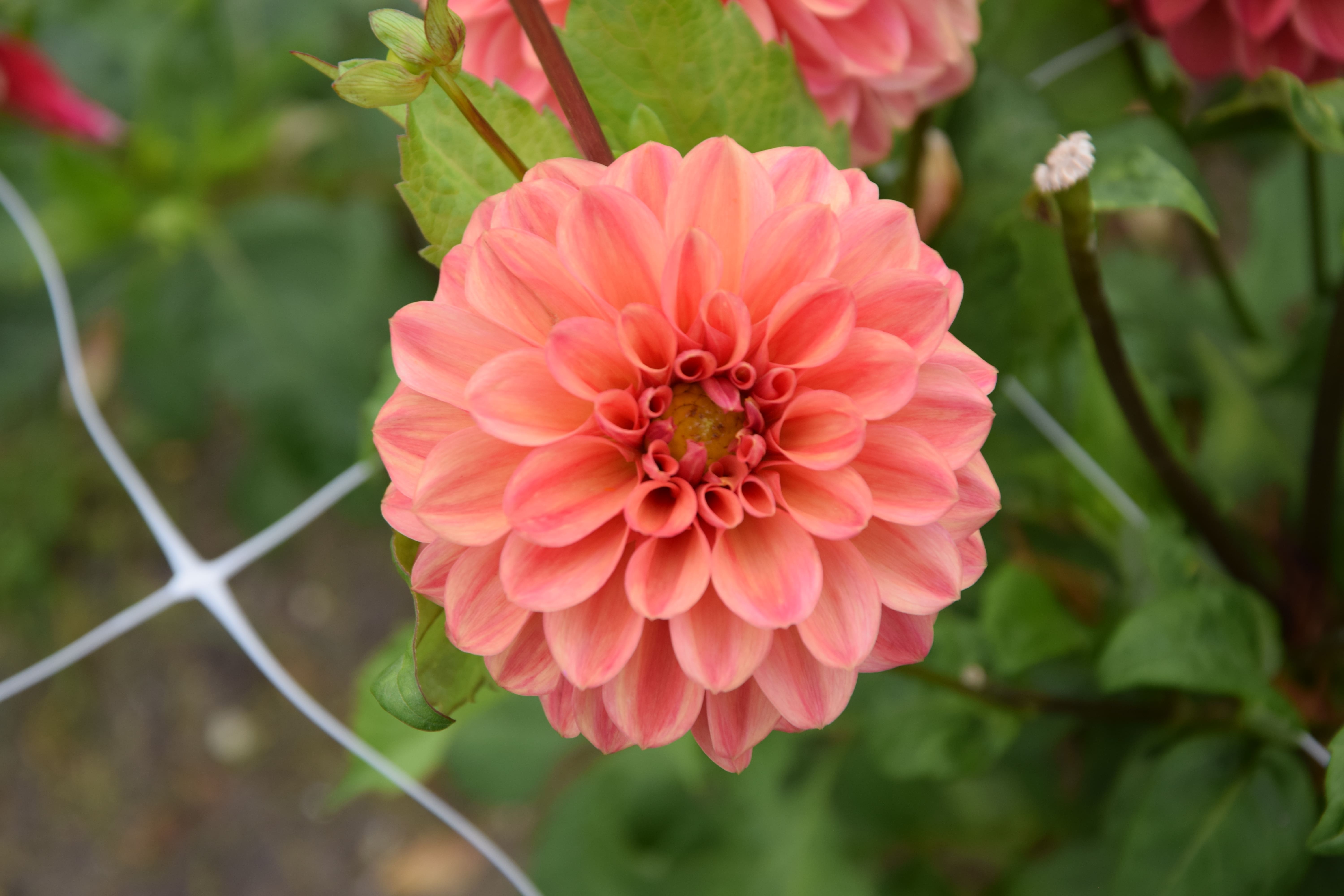 Dekorative Dahlie "Rosario"