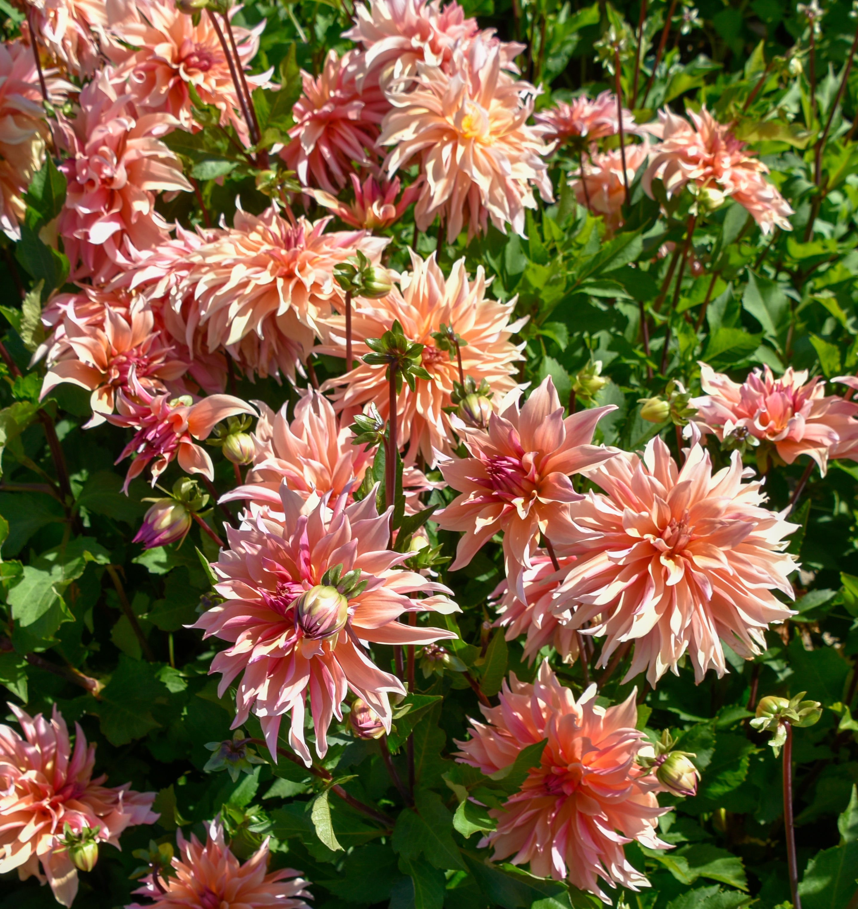 Dekorative, großblumige Dahlie "Labyrinth"