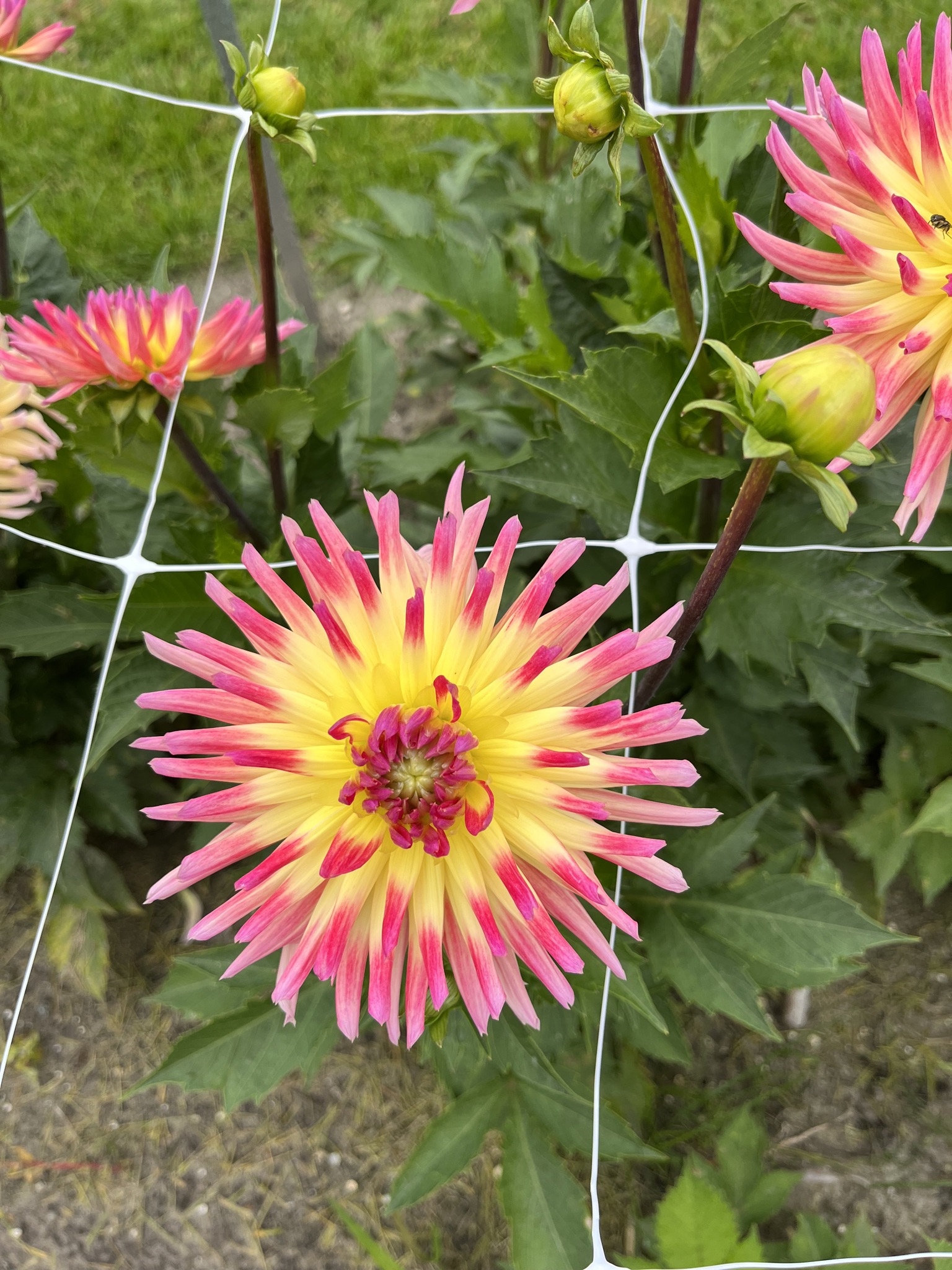 Kaktusdahlie "Karma Sangria"