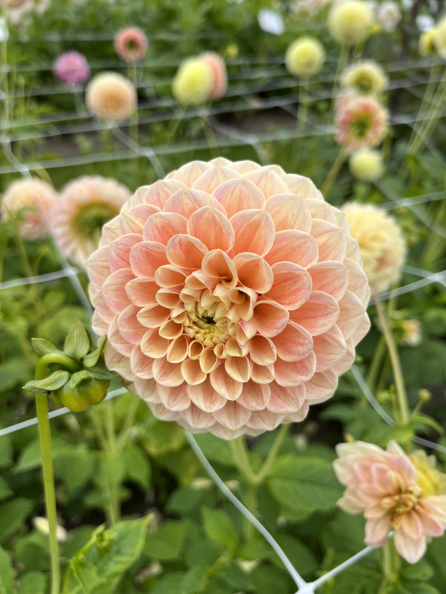 Balldahlie "Sweet Suzanne"