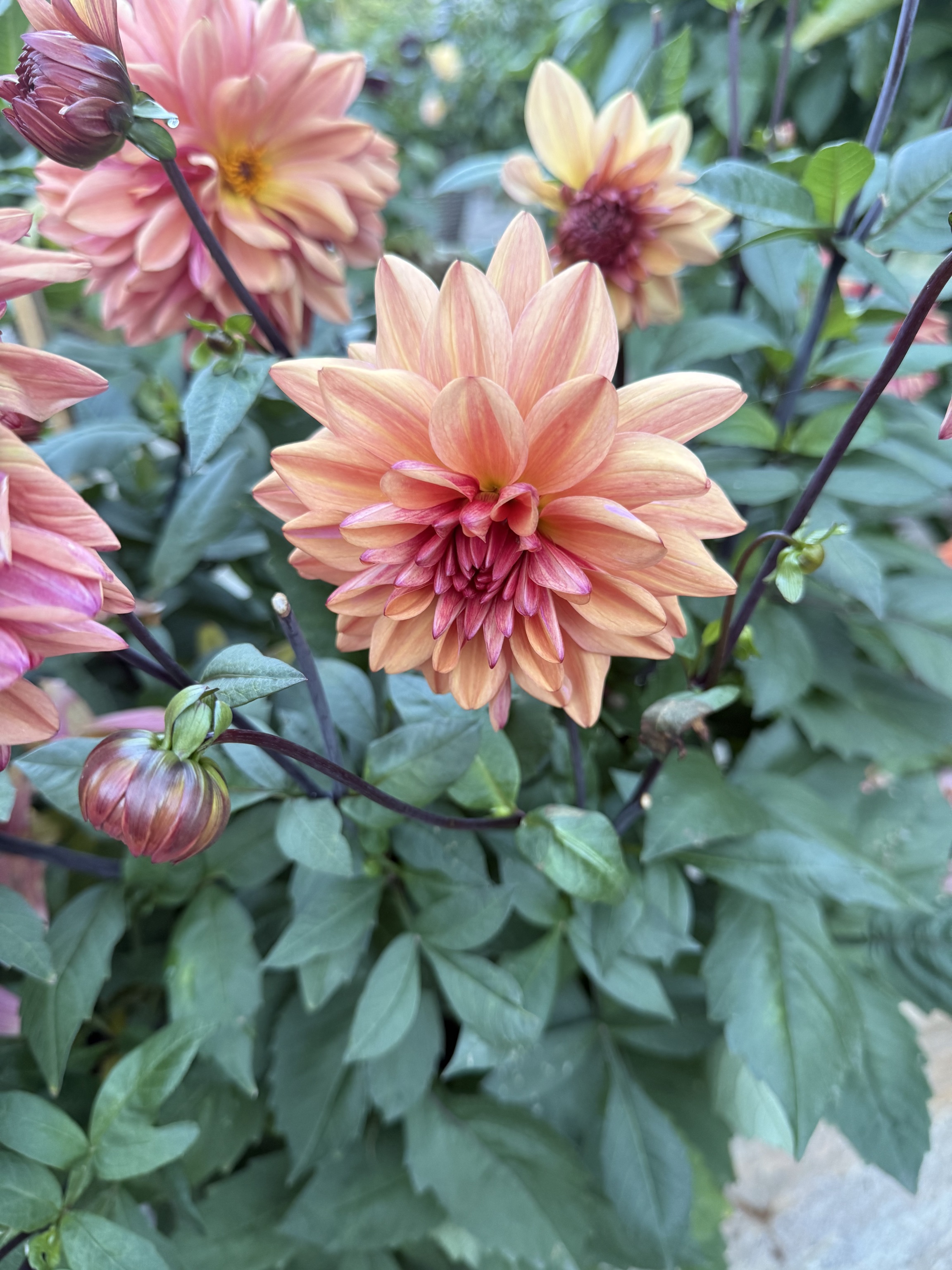 Dekorative Dahlie "Klara Zak"