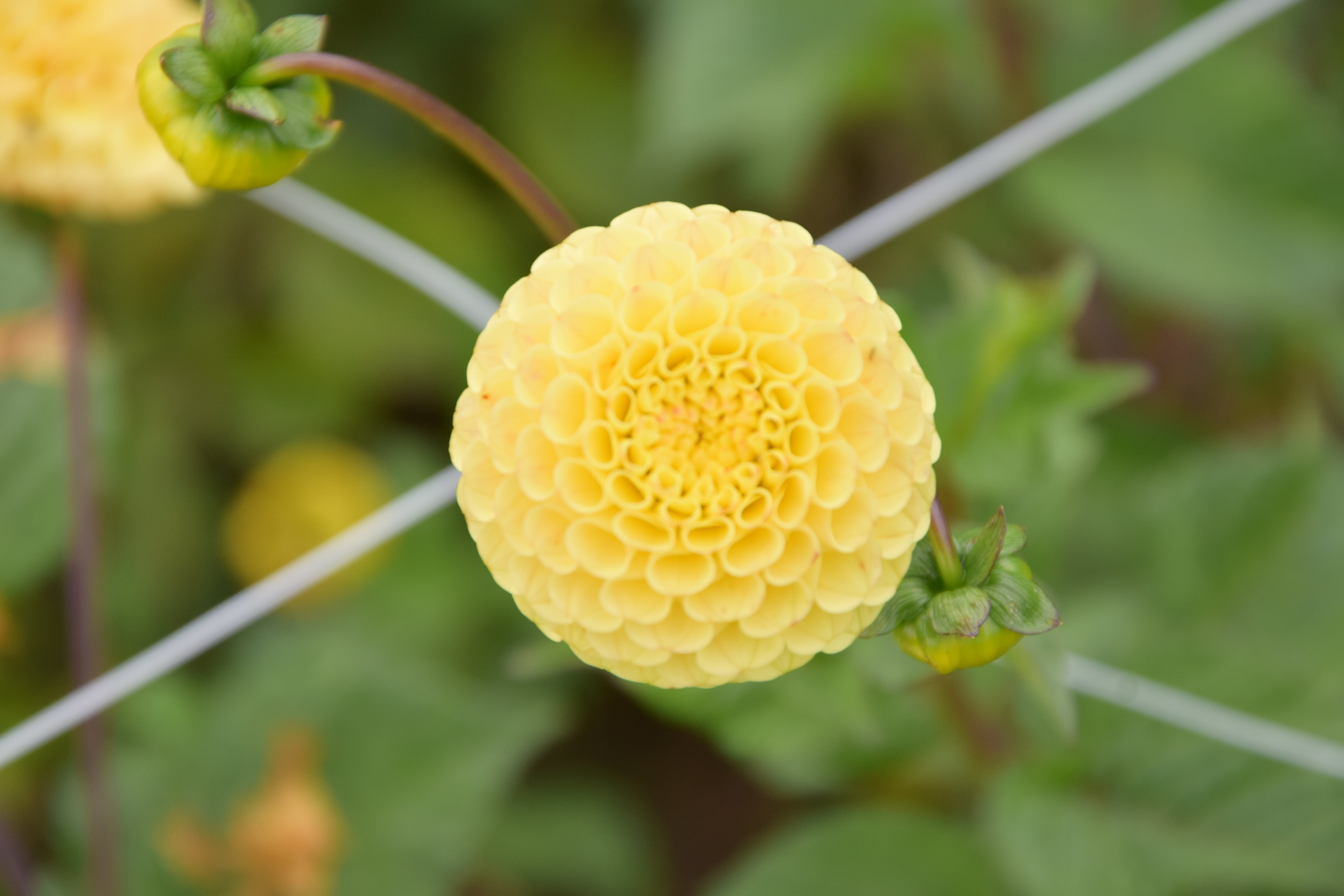 Pompondahlie "Buttercup"