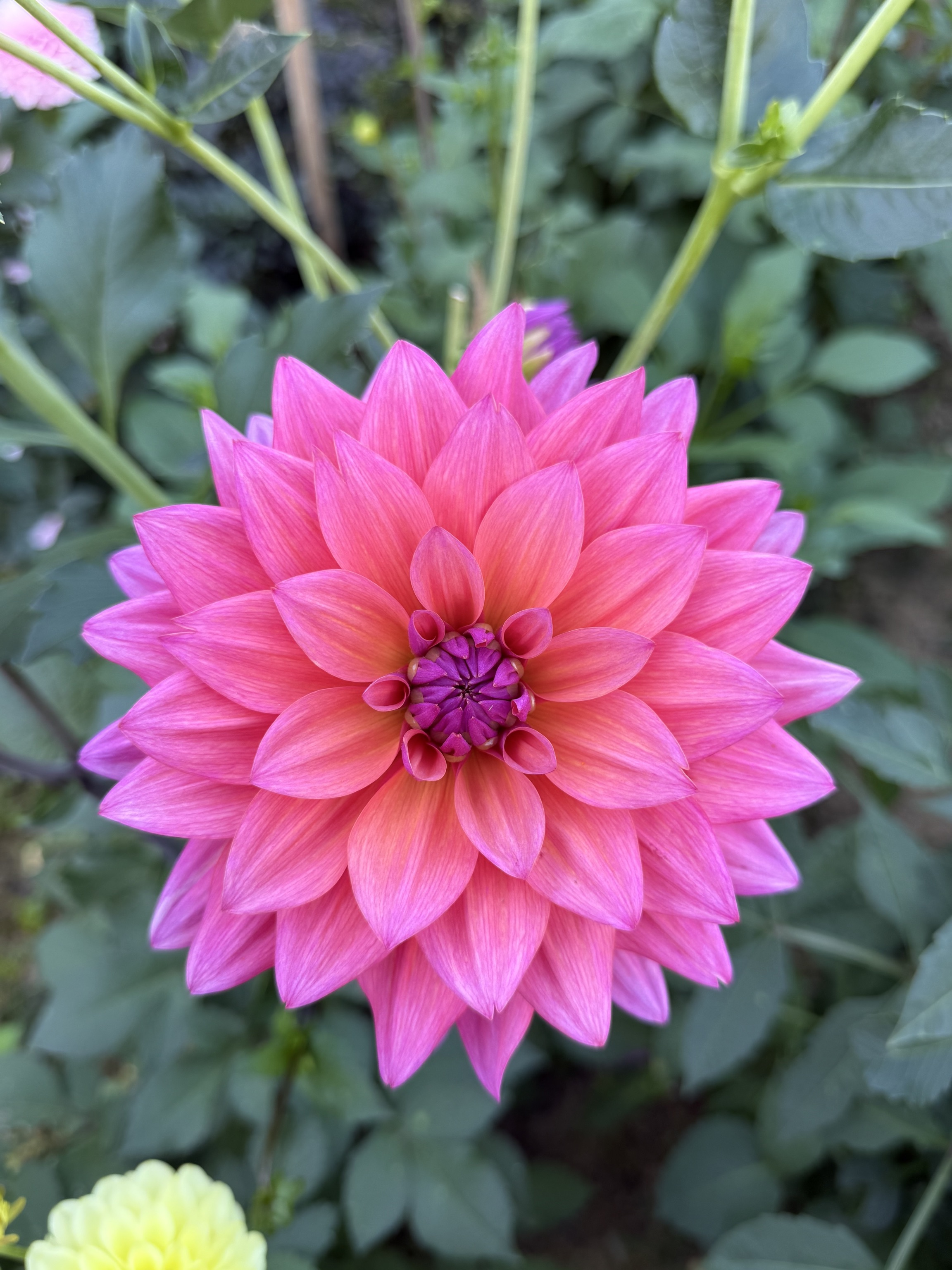 Dekorative Dahlie "Anne Claire"