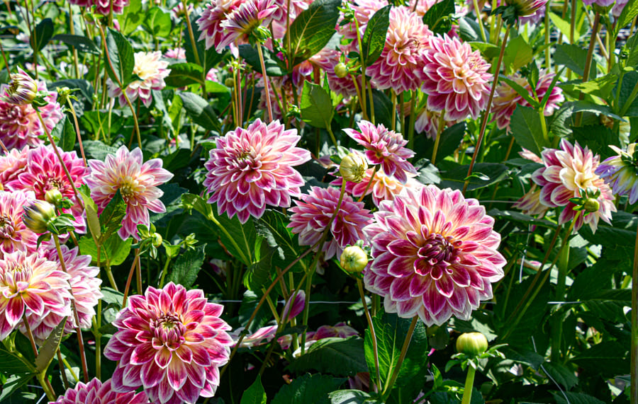 Dekorative Dahlie "Temple of Beauty"