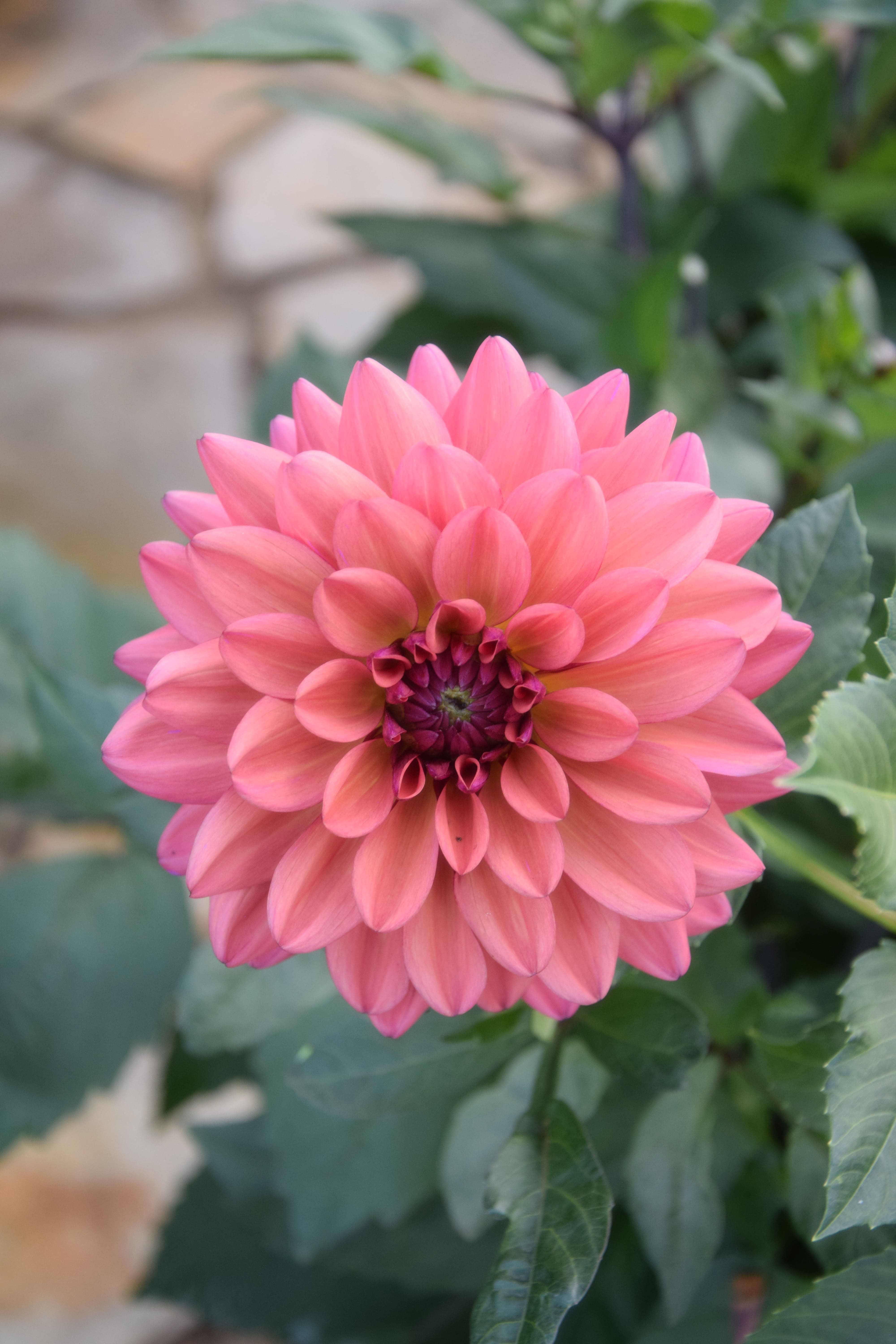 Dekorative Dahlie "Negroni Sunset"