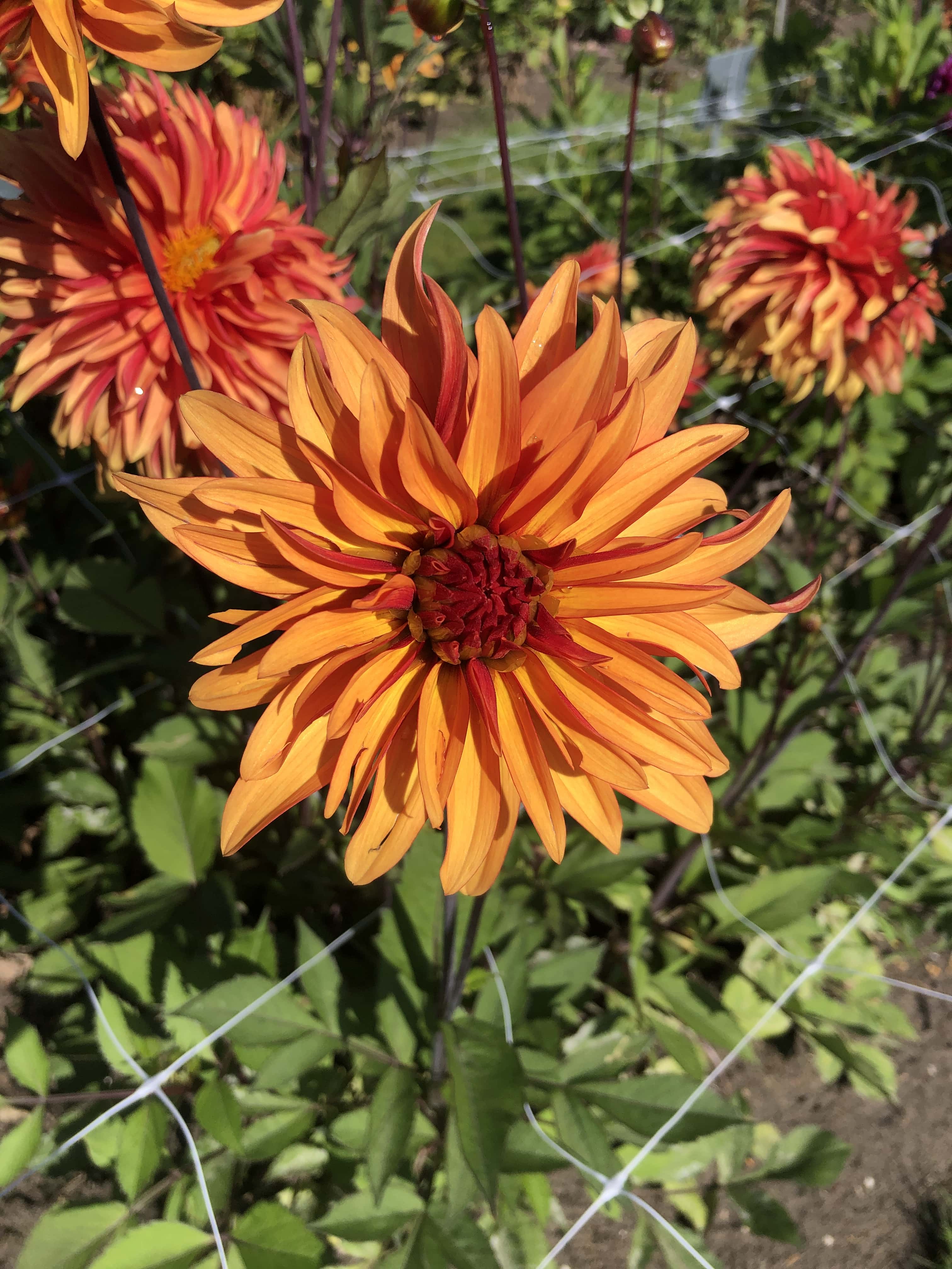 Dekorative Dahlie "Dorita"