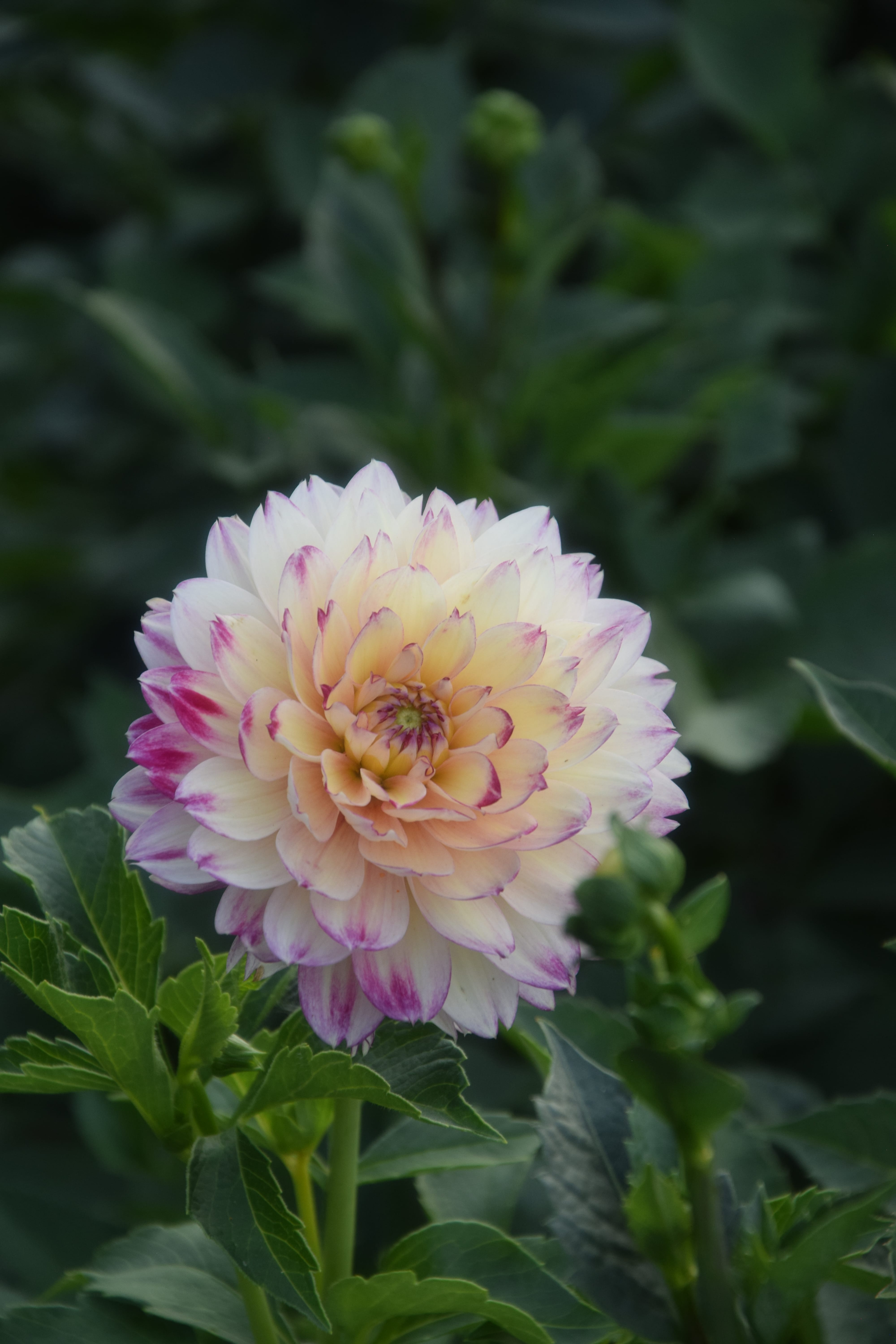 Dekorative Dahlie "Aphrodite"