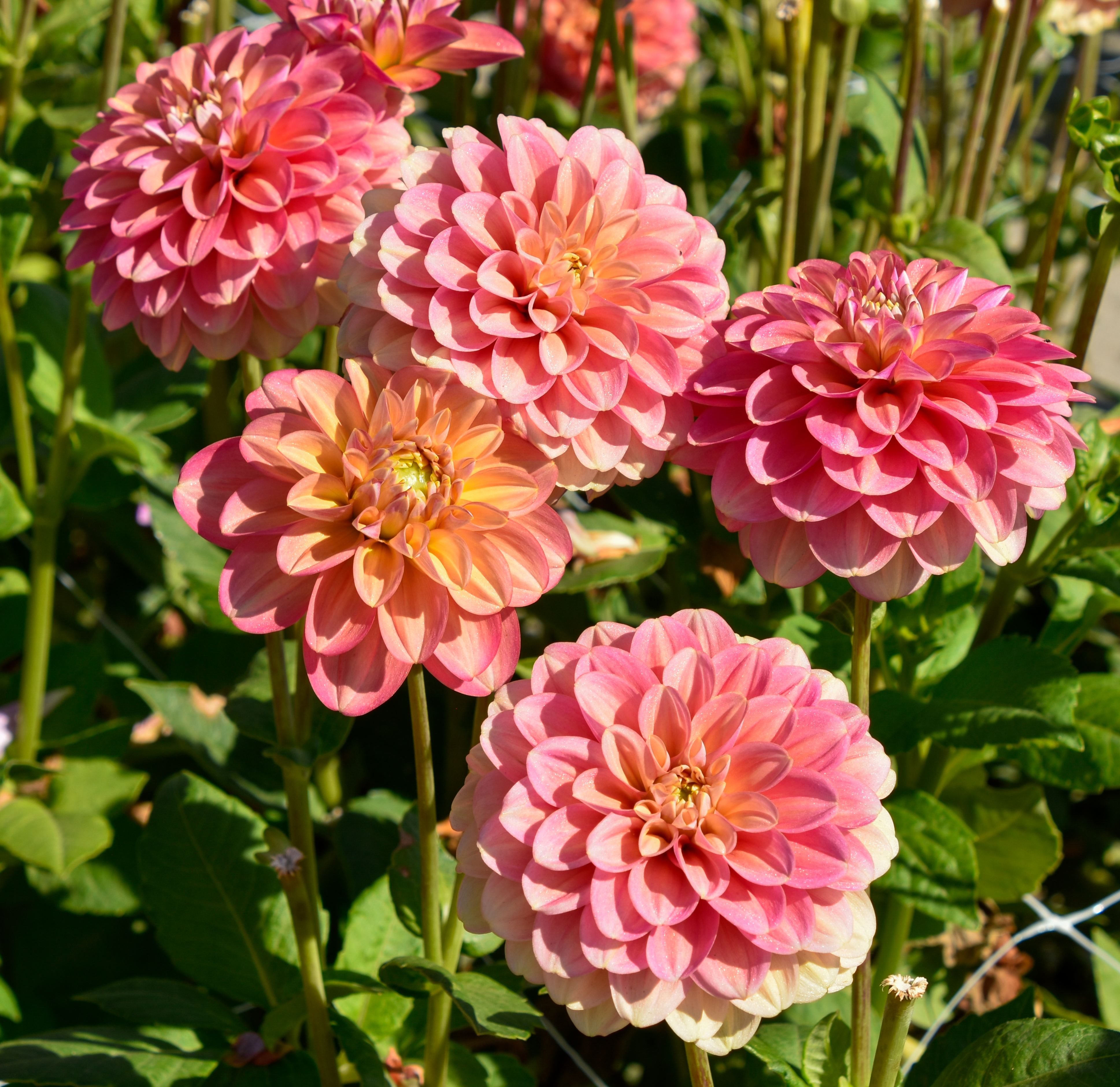 Dekorative Dahlie  "Milena Fleur"