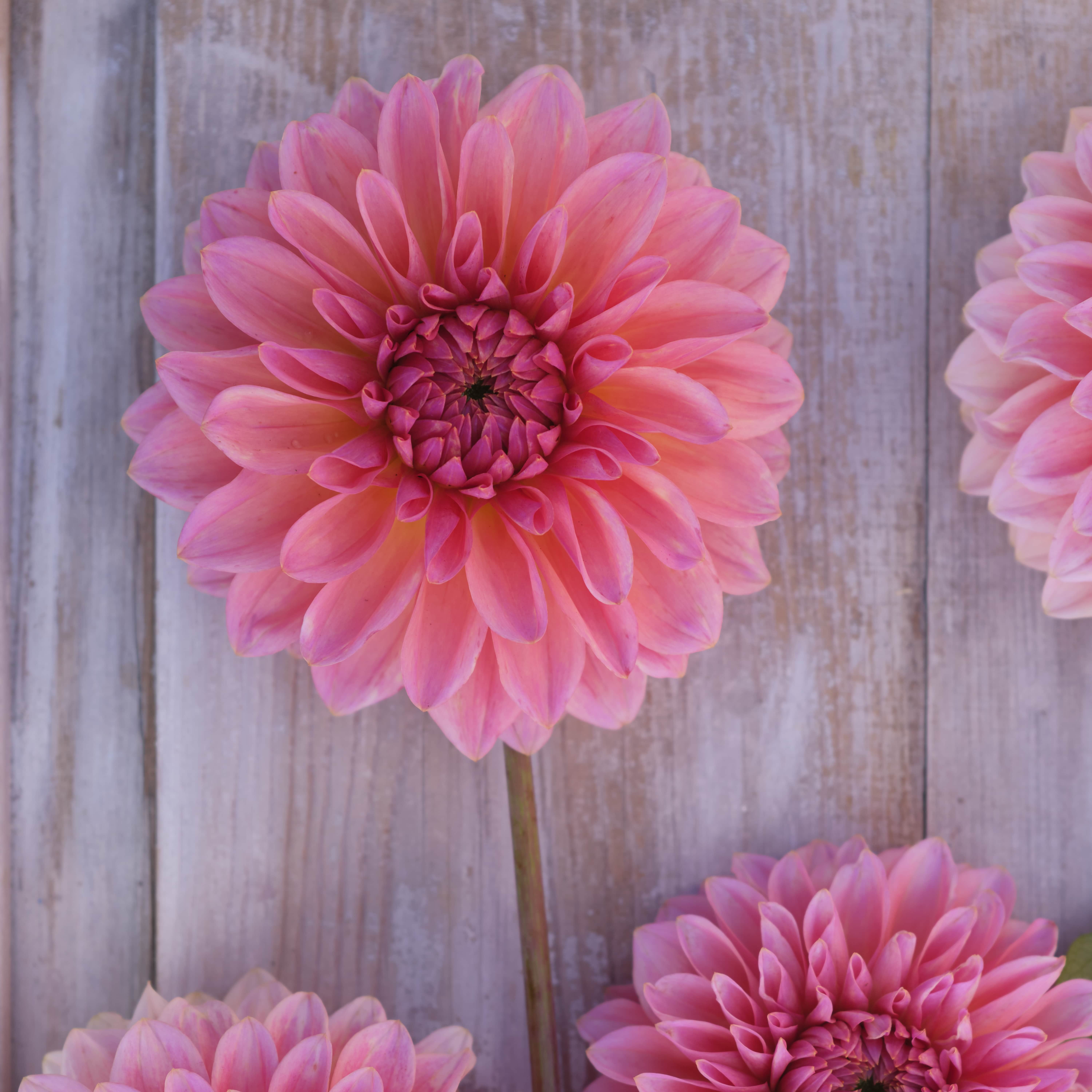 Balldahlie "Beauty Queen"