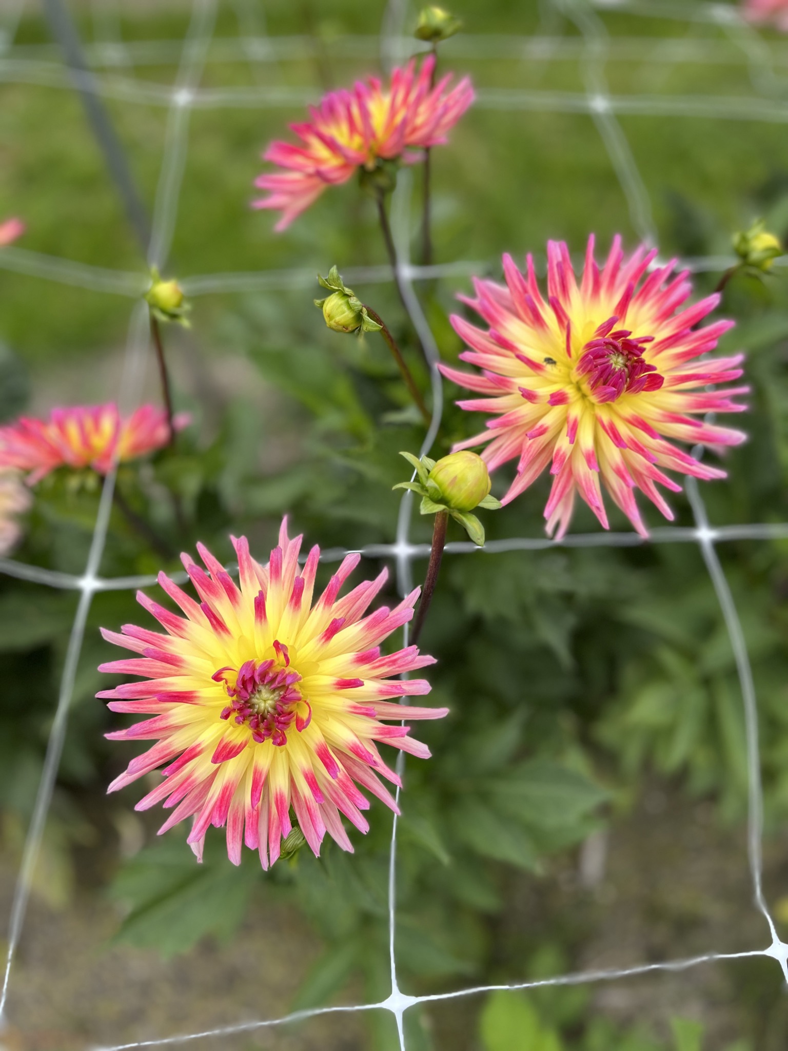 Kaktusdahlie "Karma Sangria"