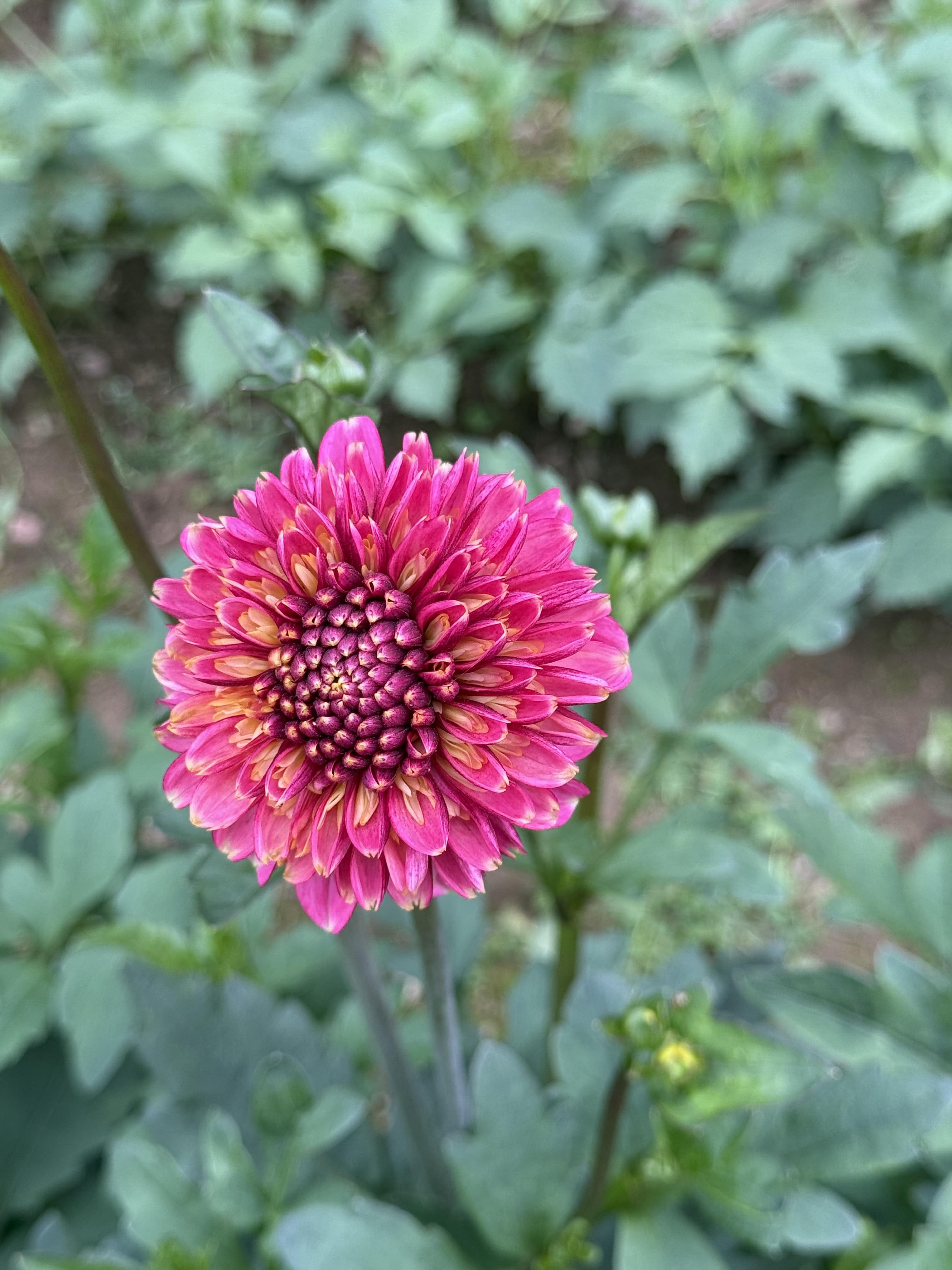 Anemonen-Dahlie "Alyshia"