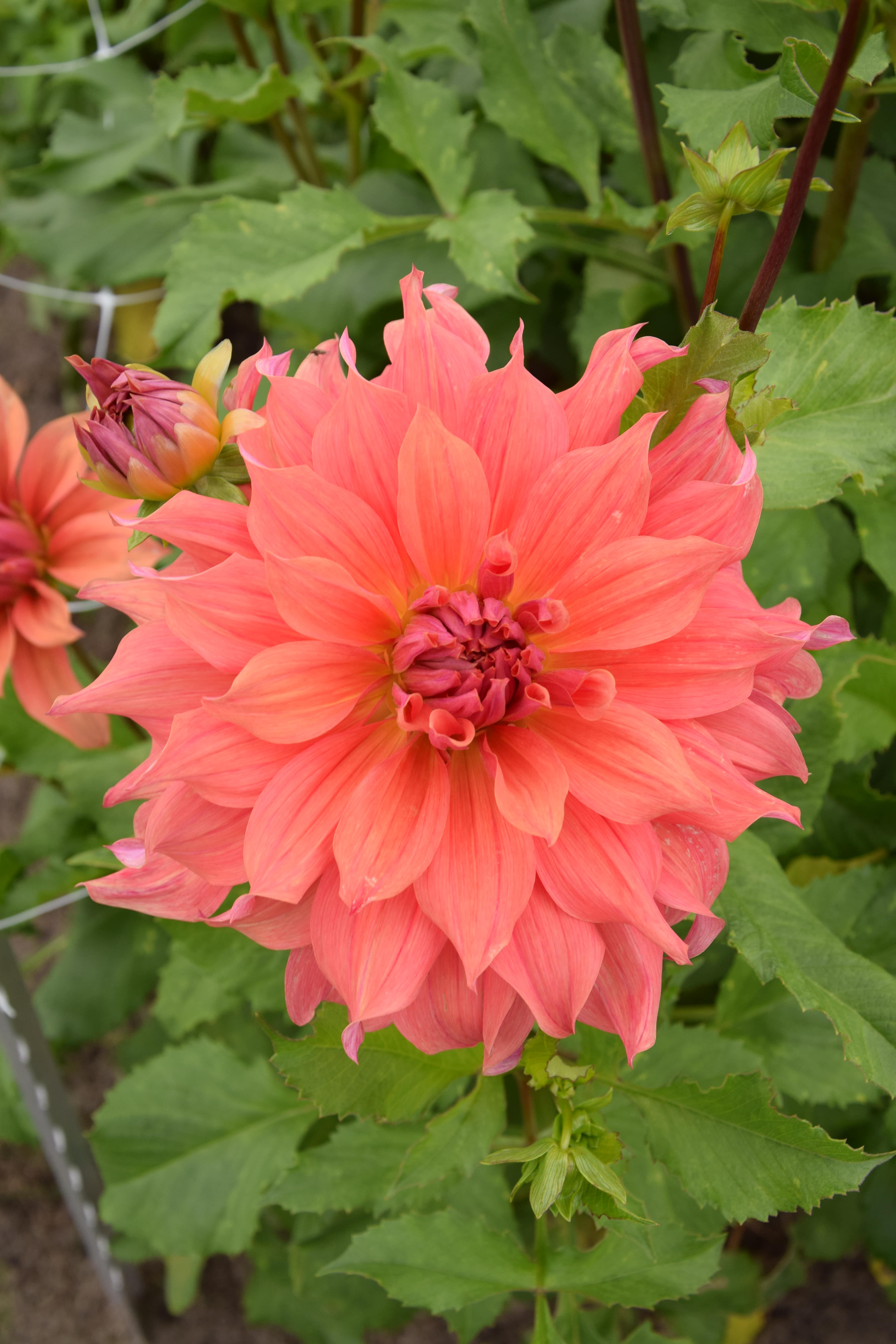 Dekorative Dahlie "Belle of Barmera"