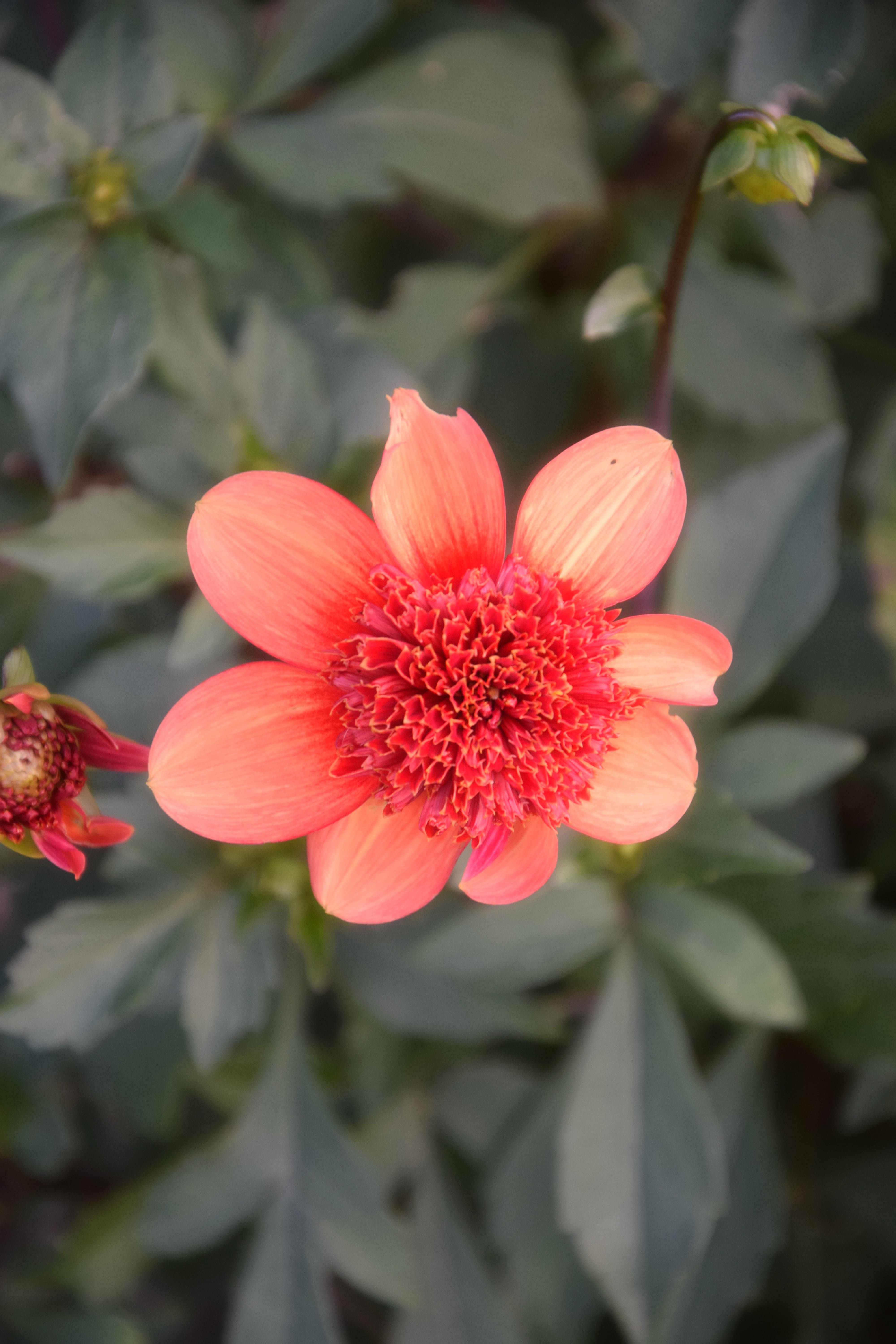 Anemonen-Dahlie "Josie"