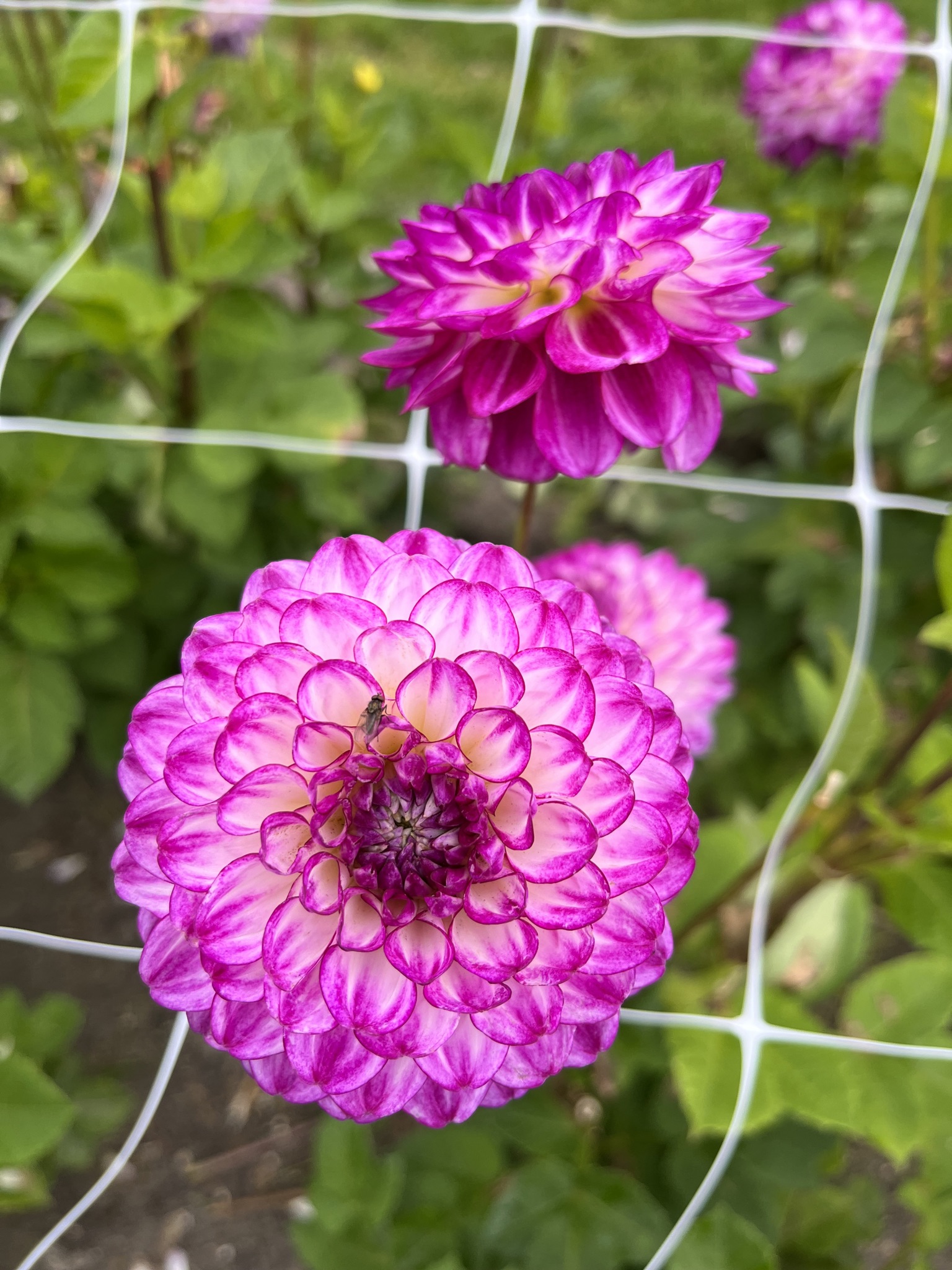 Wunderschöne Ball-Dahlie "Dreaming Maid"