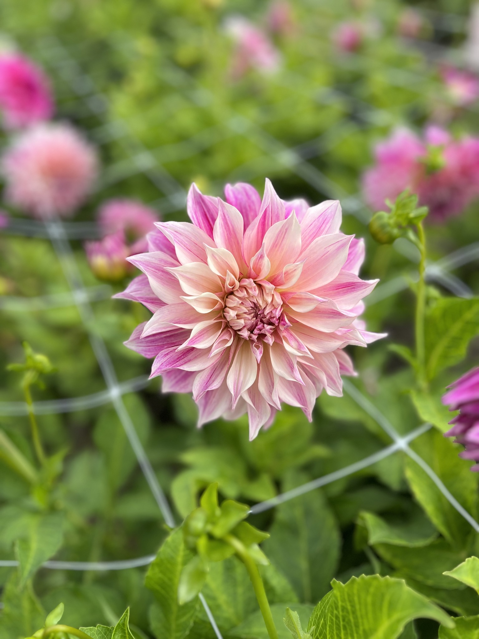 Dekorative, riesenblumige Dahlie "Café au Lait Twist"
