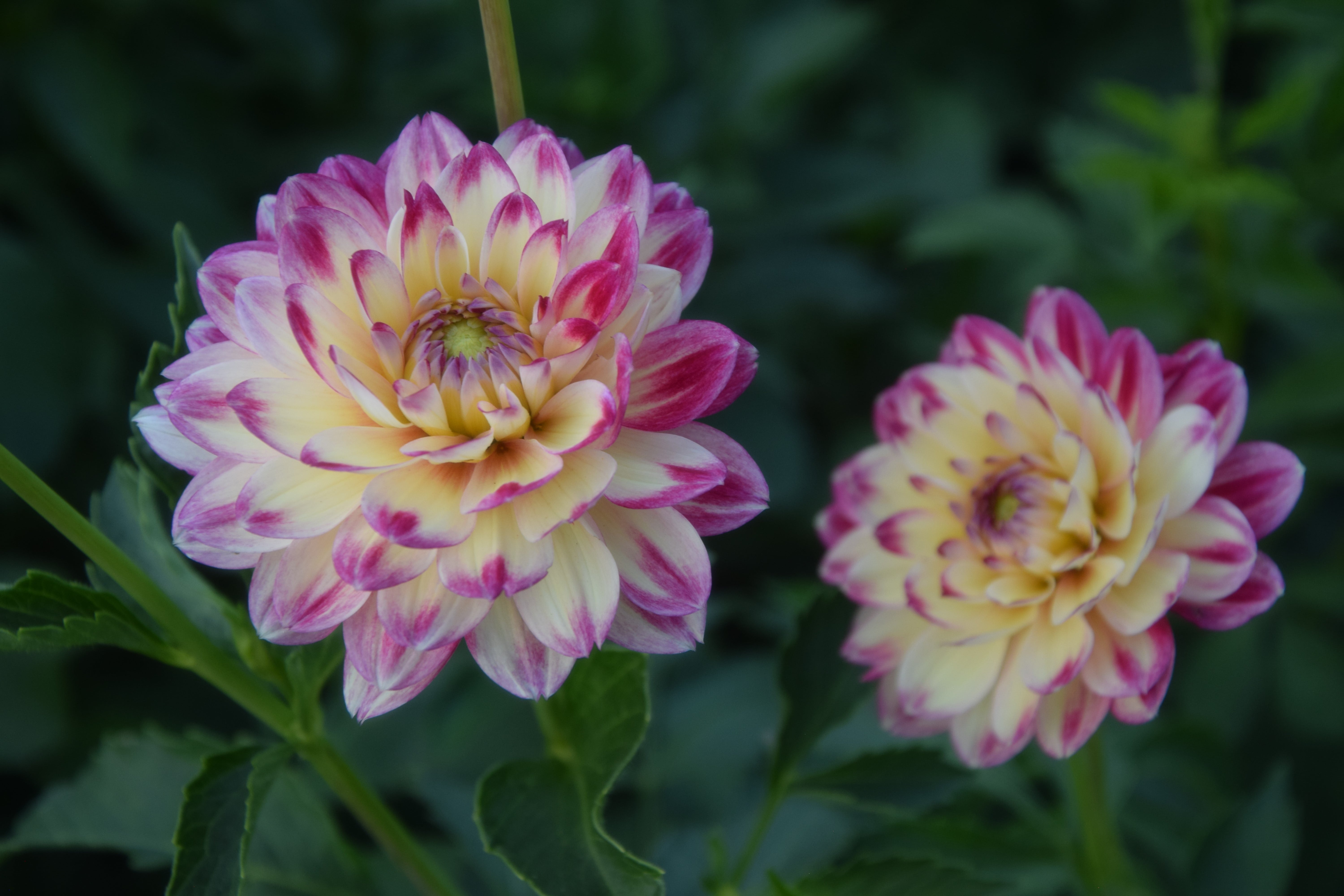 Dekorative Dahlie "Aphrodite"