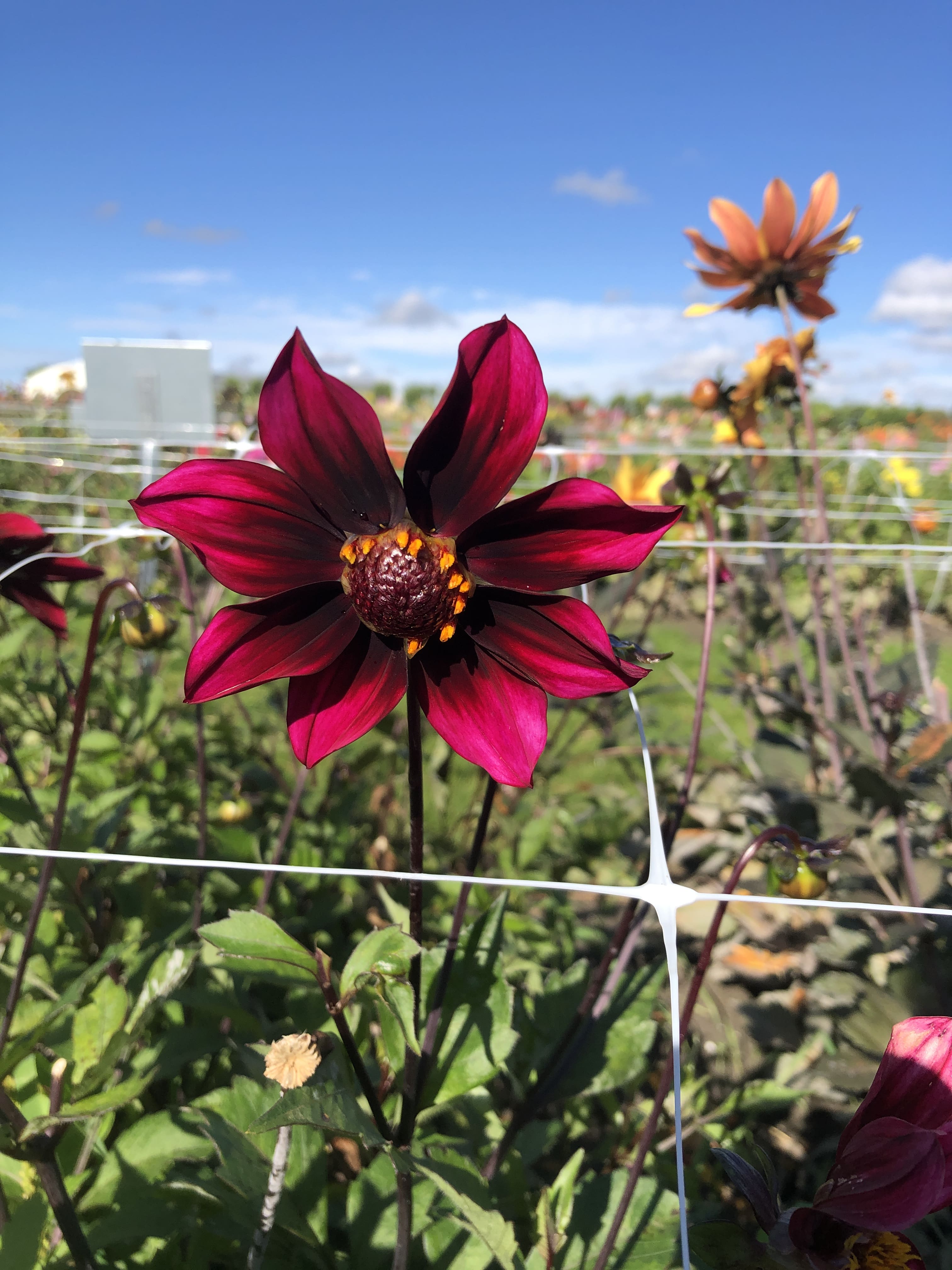 Einfachblütige Dahlie "Schipper´s Choice"