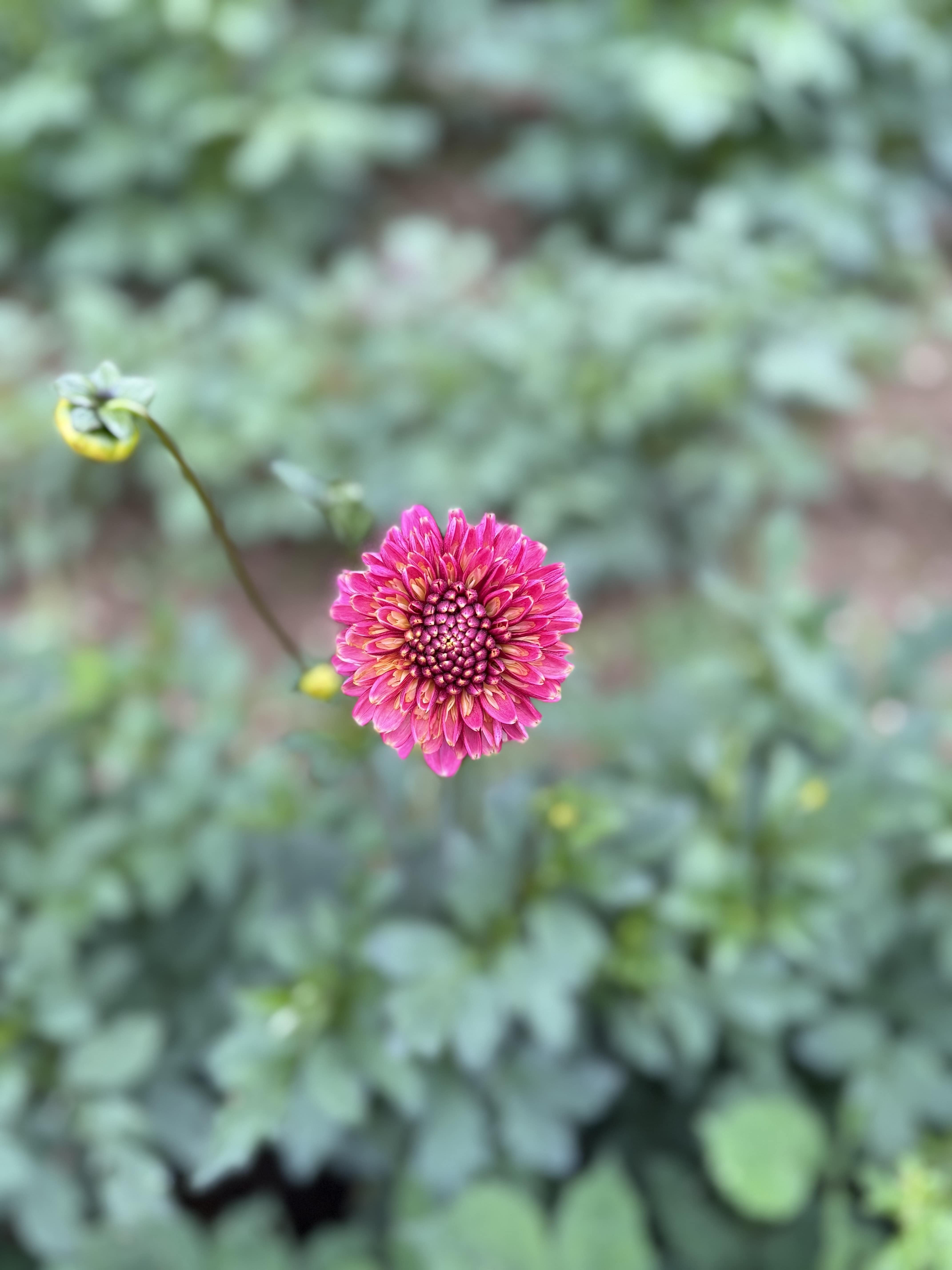 Anemonen-Dahlie "Alyshia"