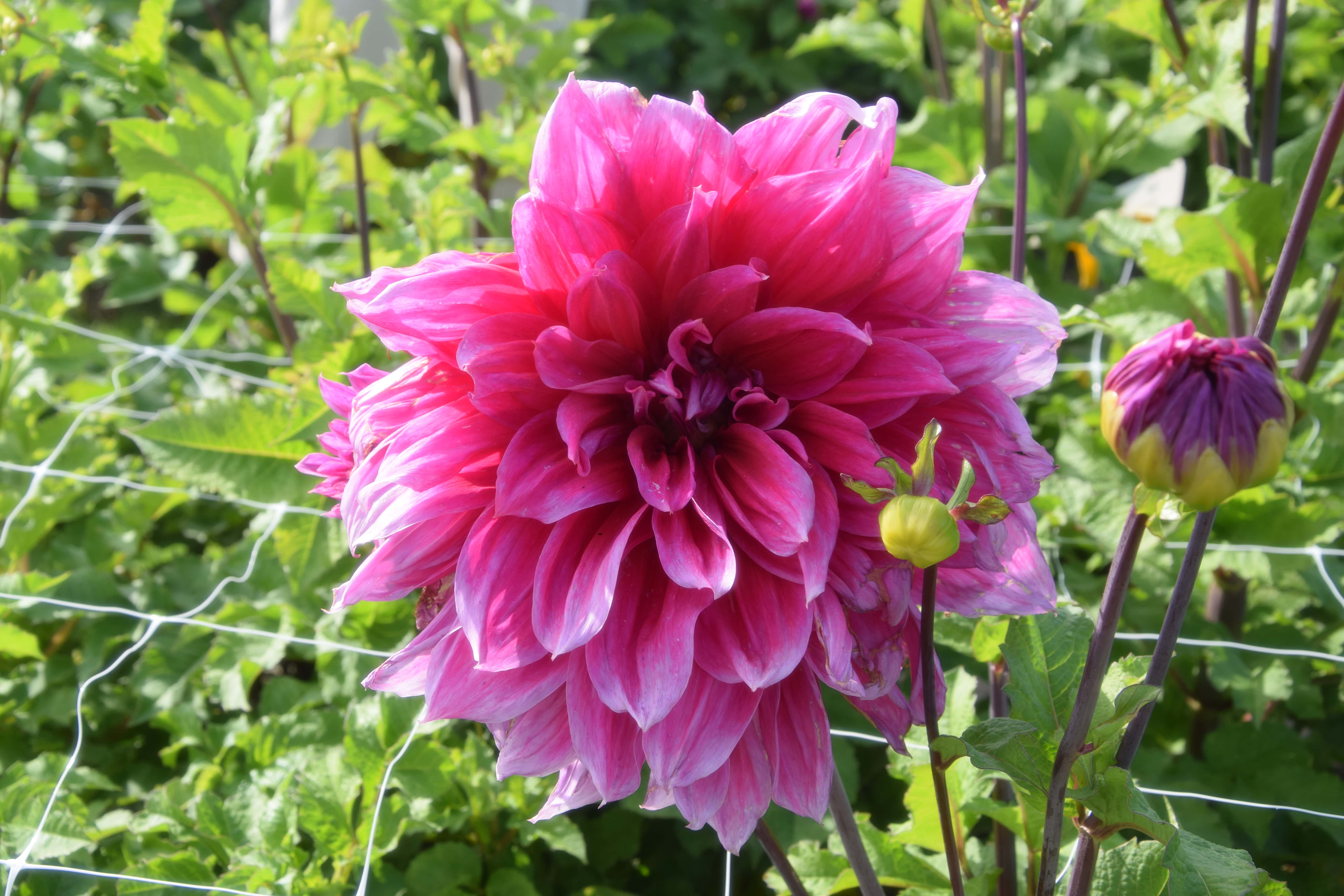 Dekorative Dahlie "Café au Lait Royal"