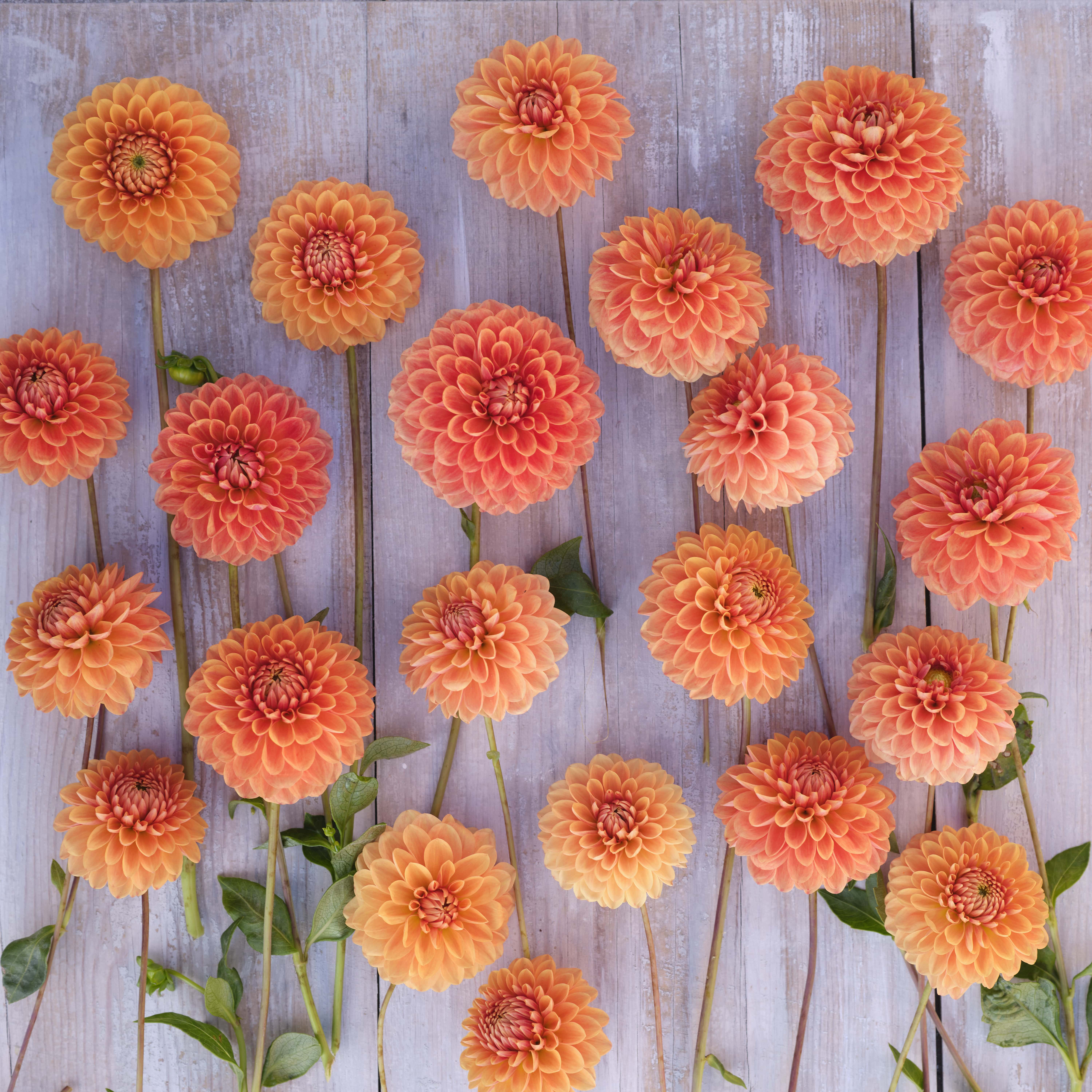 Balldahlie "Beatrice"