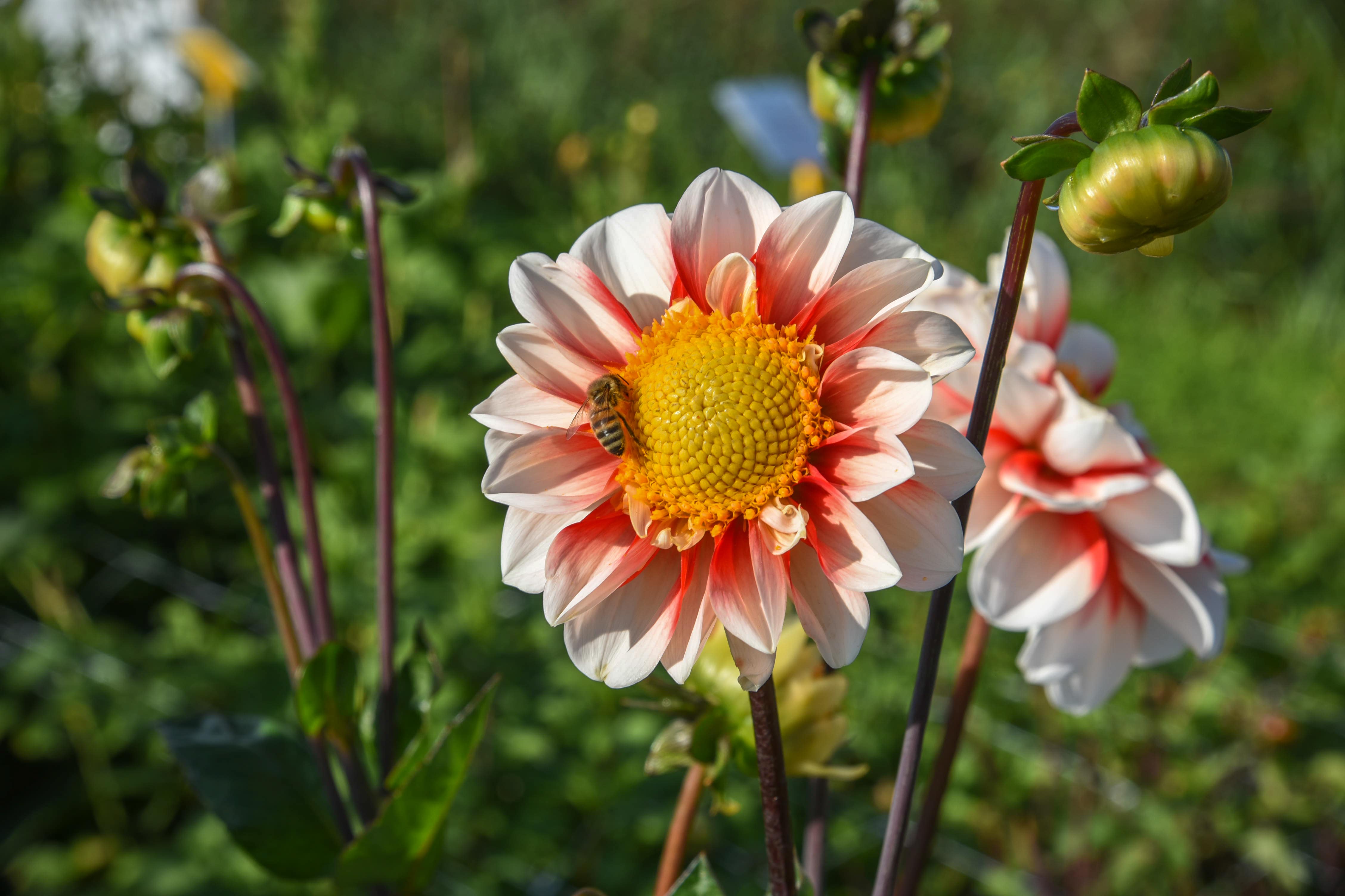 Einfachblütige Dahlie "Red & White Emperor"