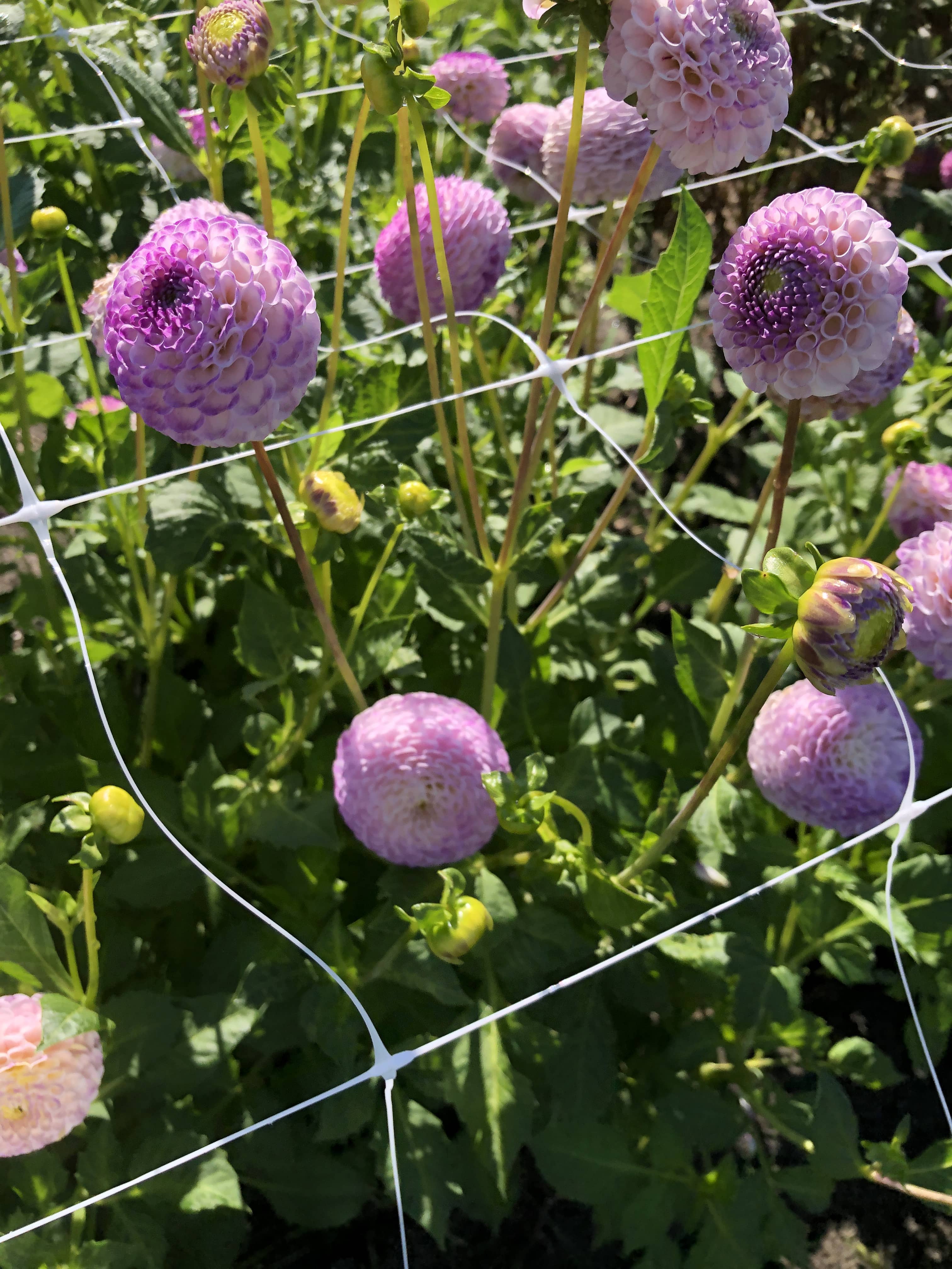 Pompon-Dahlie "Ping Pong"