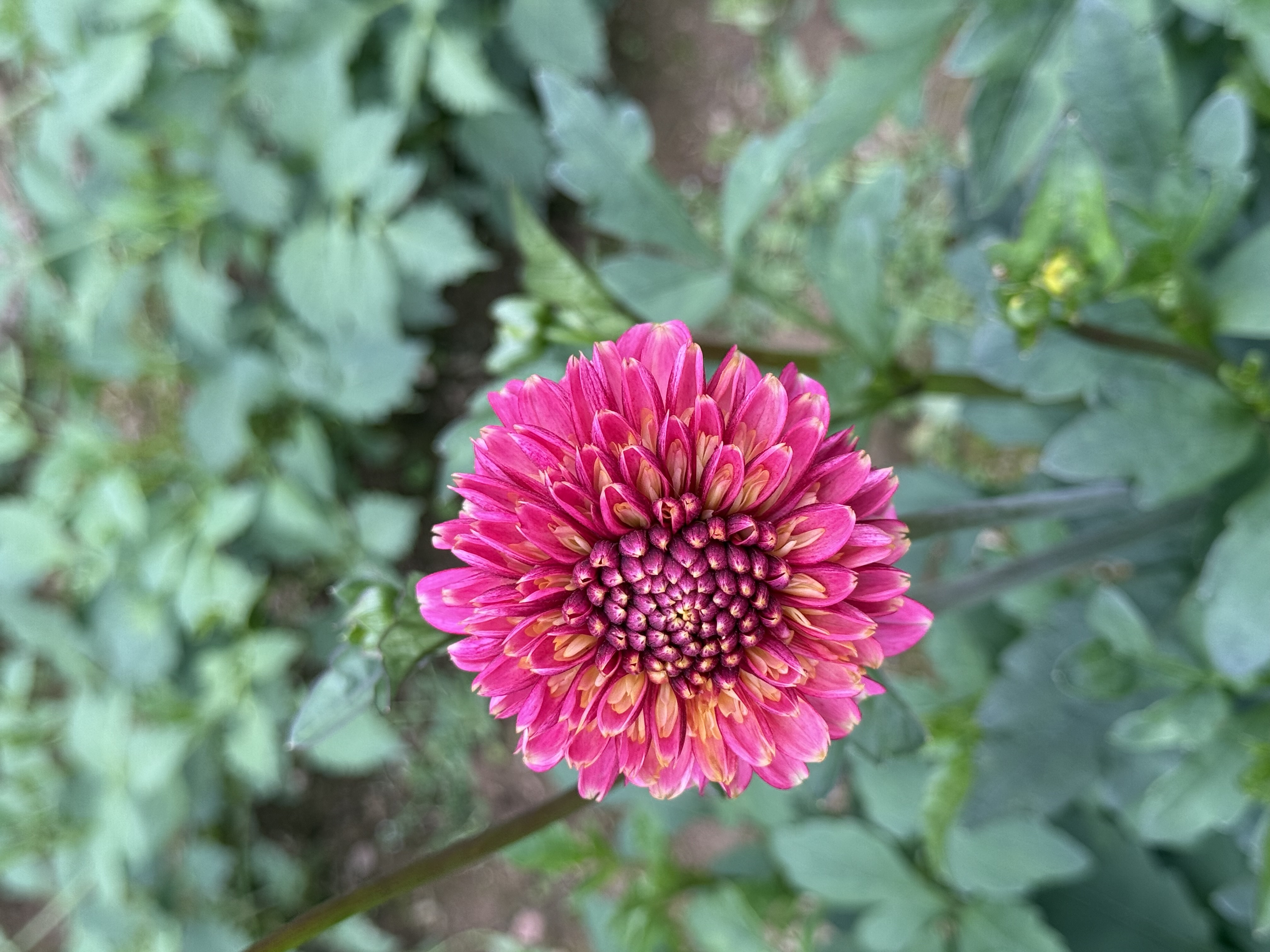 Anemonen-Dahlie "Alyshia"