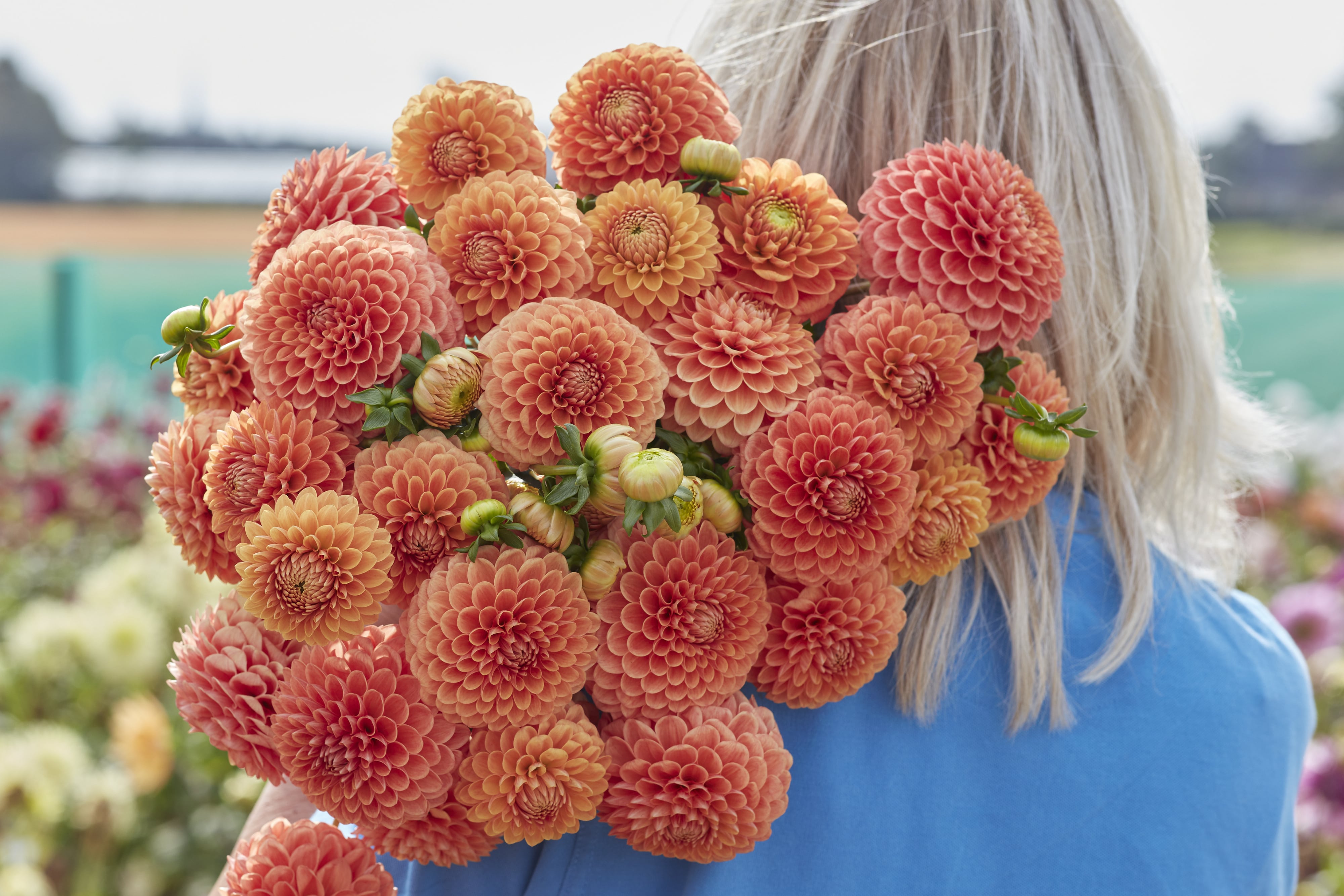 Balldahlie "Beatrice"