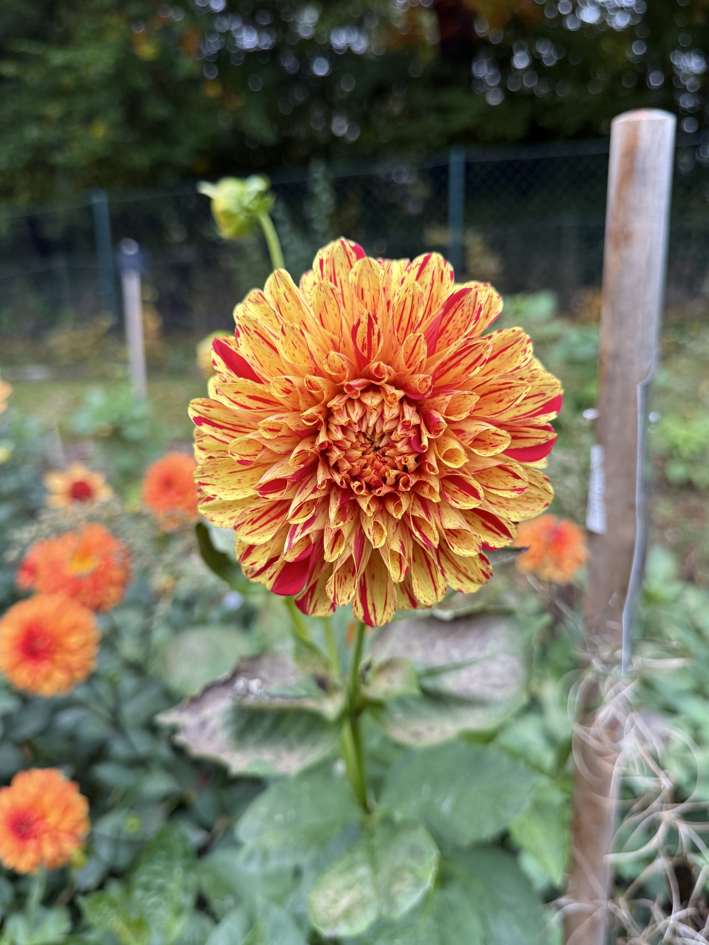 Seerosen-Dahlie "Striped Nagano"