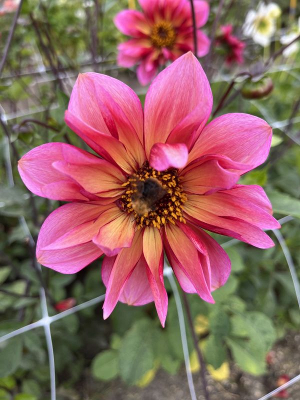 Anemonen-Dahlie “Princess Nadine” Dahlienfee