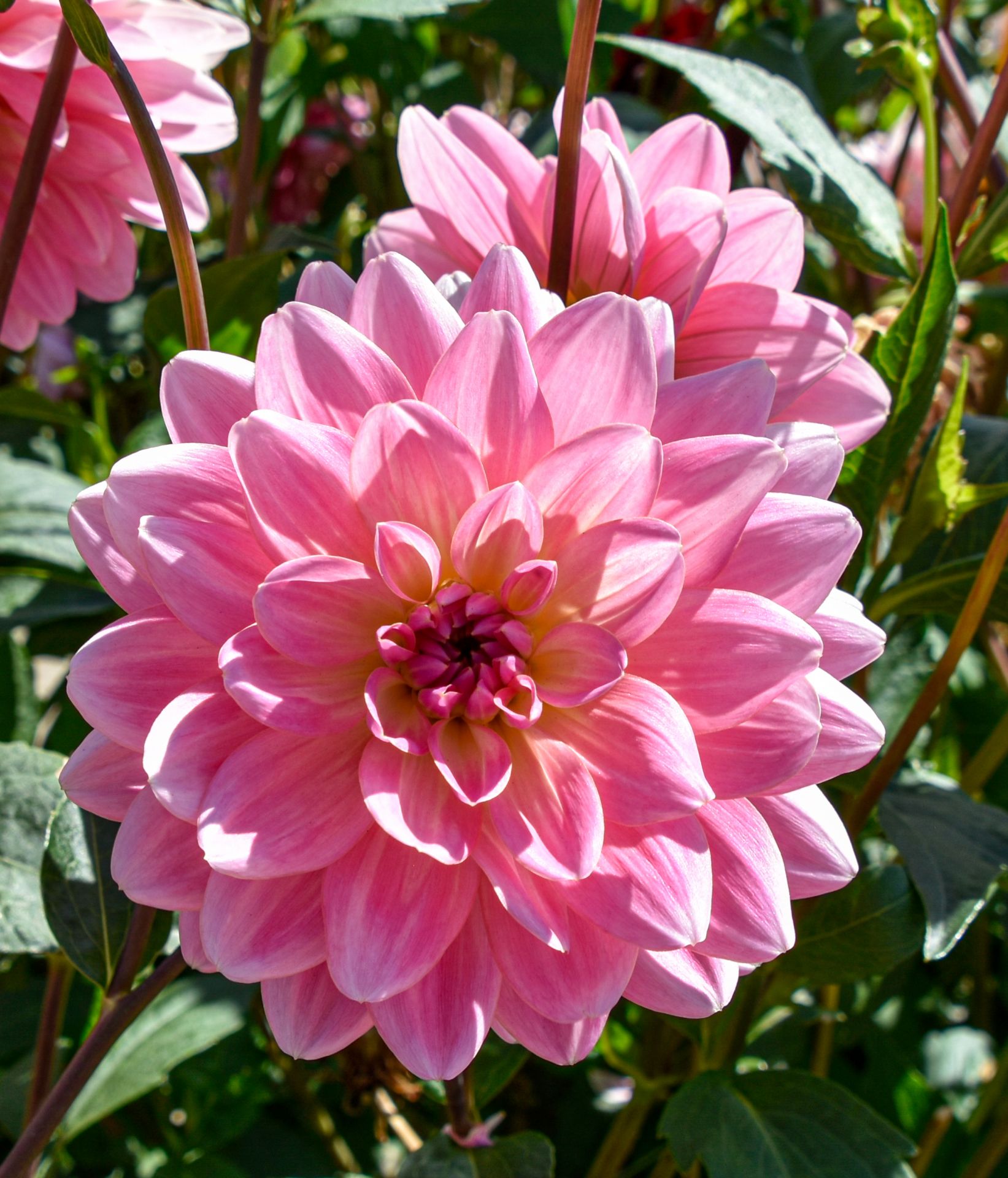 SeerosenDahlie "Gerrie Hoek" Dahlienfee