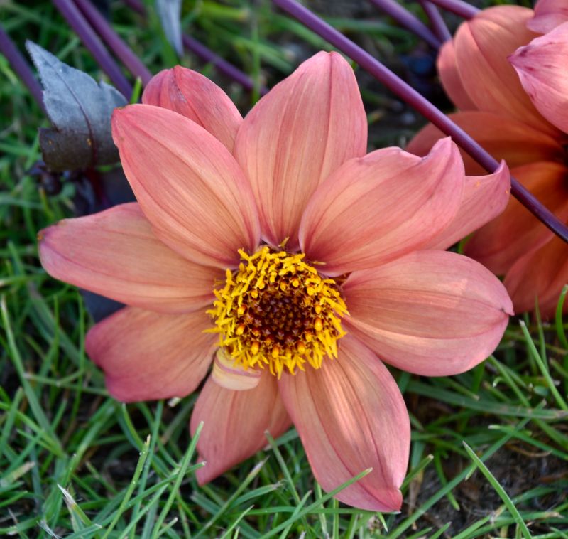 Einfachblütige Dahlien kaufen Dahlienfee