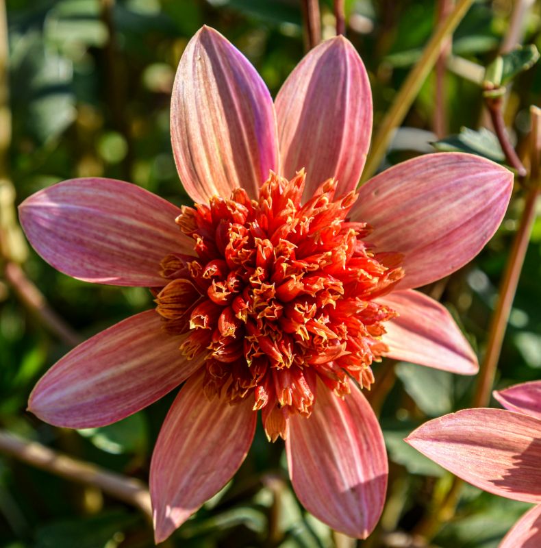 32+ Anemonen Dahlie Winterhart, Anemonen dahlien gibt es in vielen