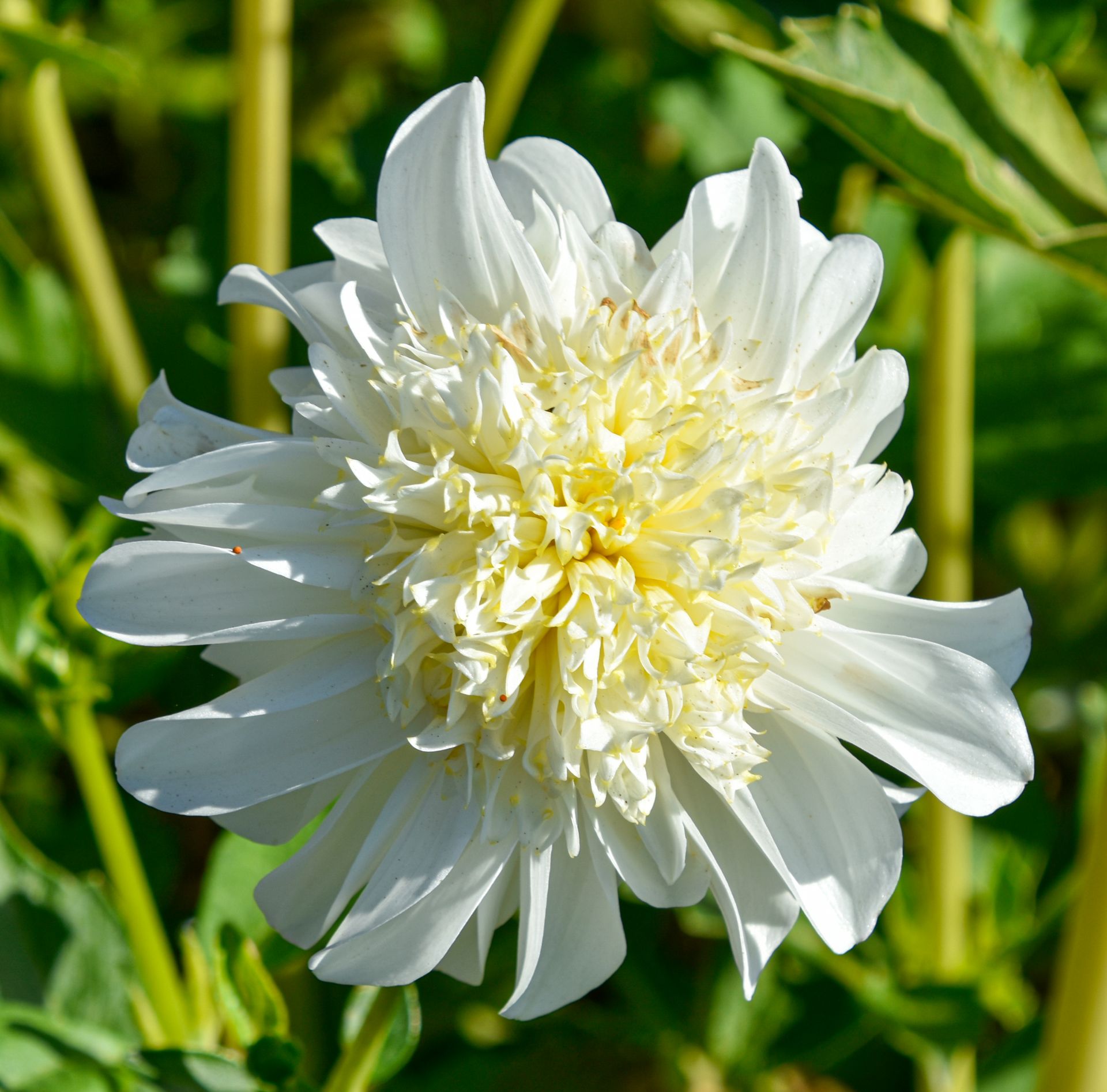 AnemonenDahlie "Zahra" Dahlienfee