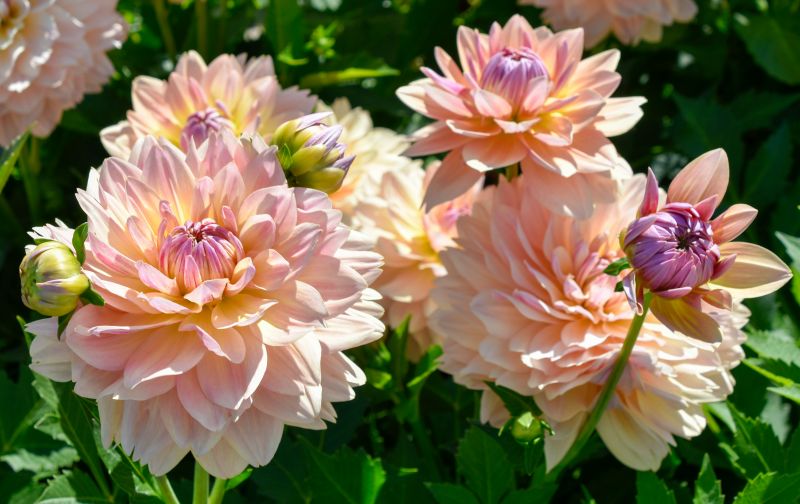 Dekorative, großblumige Dahlie "Joels Favorite" Dahlienfee